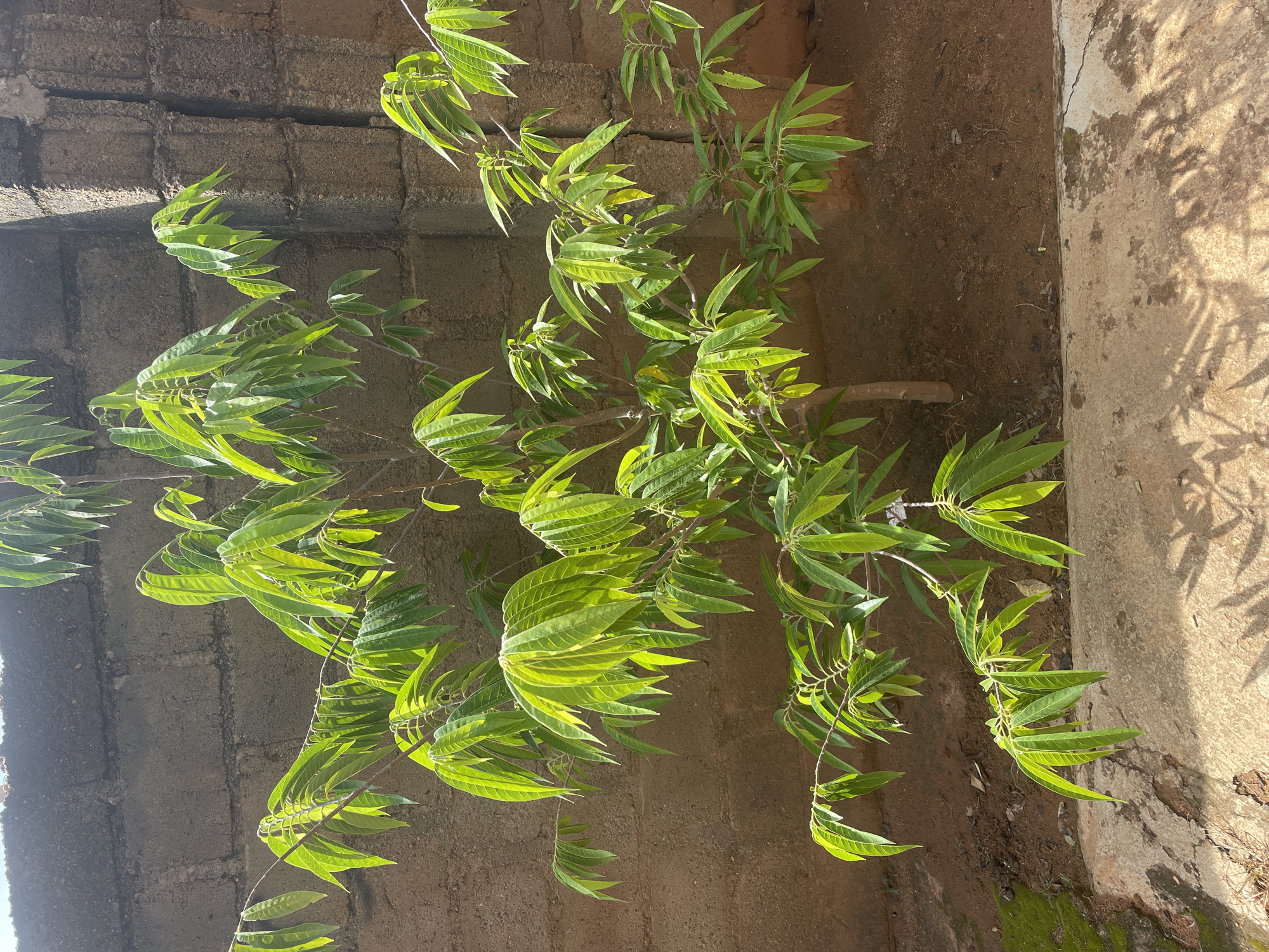 In Kakau, Nigeria, a young, leafy tree stands in a yard adjacent to a rough, grey cinder block wall, which shows signs of weathering and a vertical crack. The tree's slender trunk supports branches adorned with vibrant green, elongated leaves that are catching the sunlight. The ground around the tree consists of reddish-brown soil, with some scattered debris and a mossy patch to the left. A concrete edge, partially shaded by the tree's foliage, runs along the foreground. The scene is outdoors and appears to be a sunny day.
