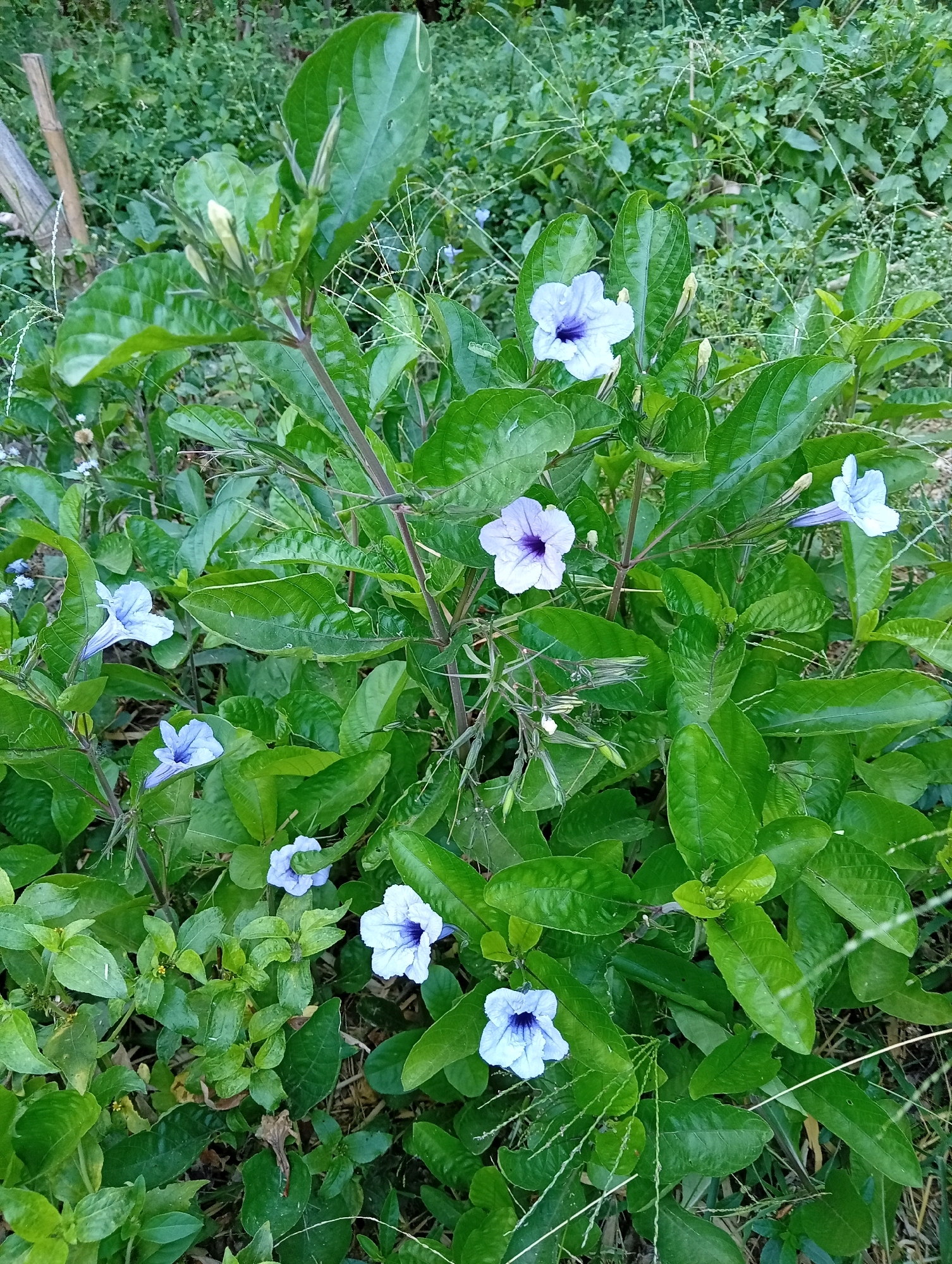 The image shows a cluster of purple Ruellia flowers with green leaves in the city of Kediri, Indonesia. The flowers are in various stages of bloom, with some fully open and others still in bud. The leaves are a vibrant green and appear healthy. The background is a blur of more greenery, suggesting a natural or garden setting. The lighting is natural, indicating it was taken outdoors during the day. No people are visible in the image.
