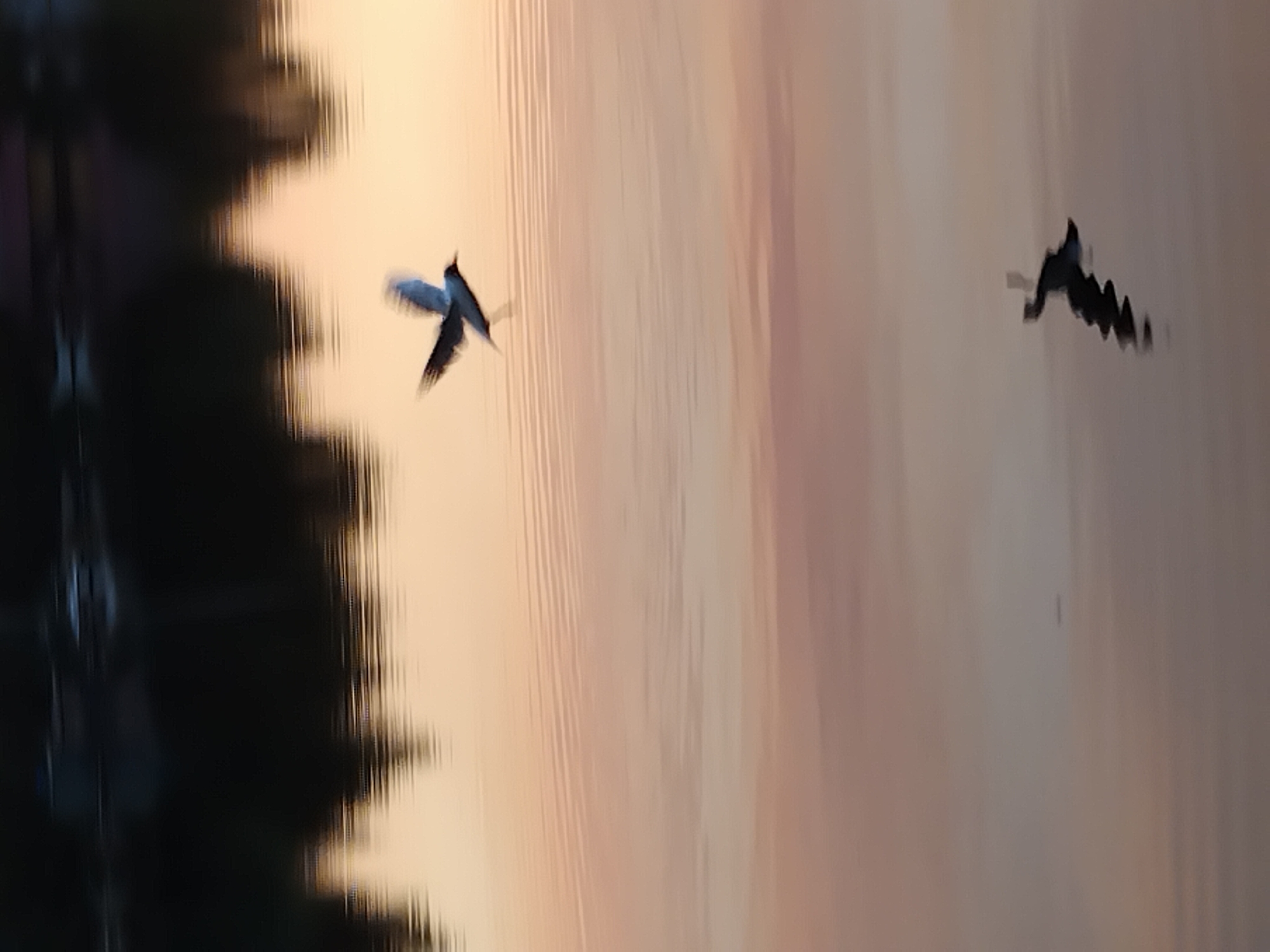 A bird is captured mid-flight over a body of water at sunset. The water reflects the warm hues of the sky, creating a soft gradient from pale orange to pink. The bird, a dark silhouette against the bright sky, is in motion, with its wings spread wide. Its reflection is visible on the water's surface, distorted by ripples. In the background, the dark, blurred outline of trees or buildings lines the far shore, also reflected in the water. The scene is one of tranquil movement and the beauty of a fading day, possibly taken along one of Kyiv's riverbanks like the Dnipro.