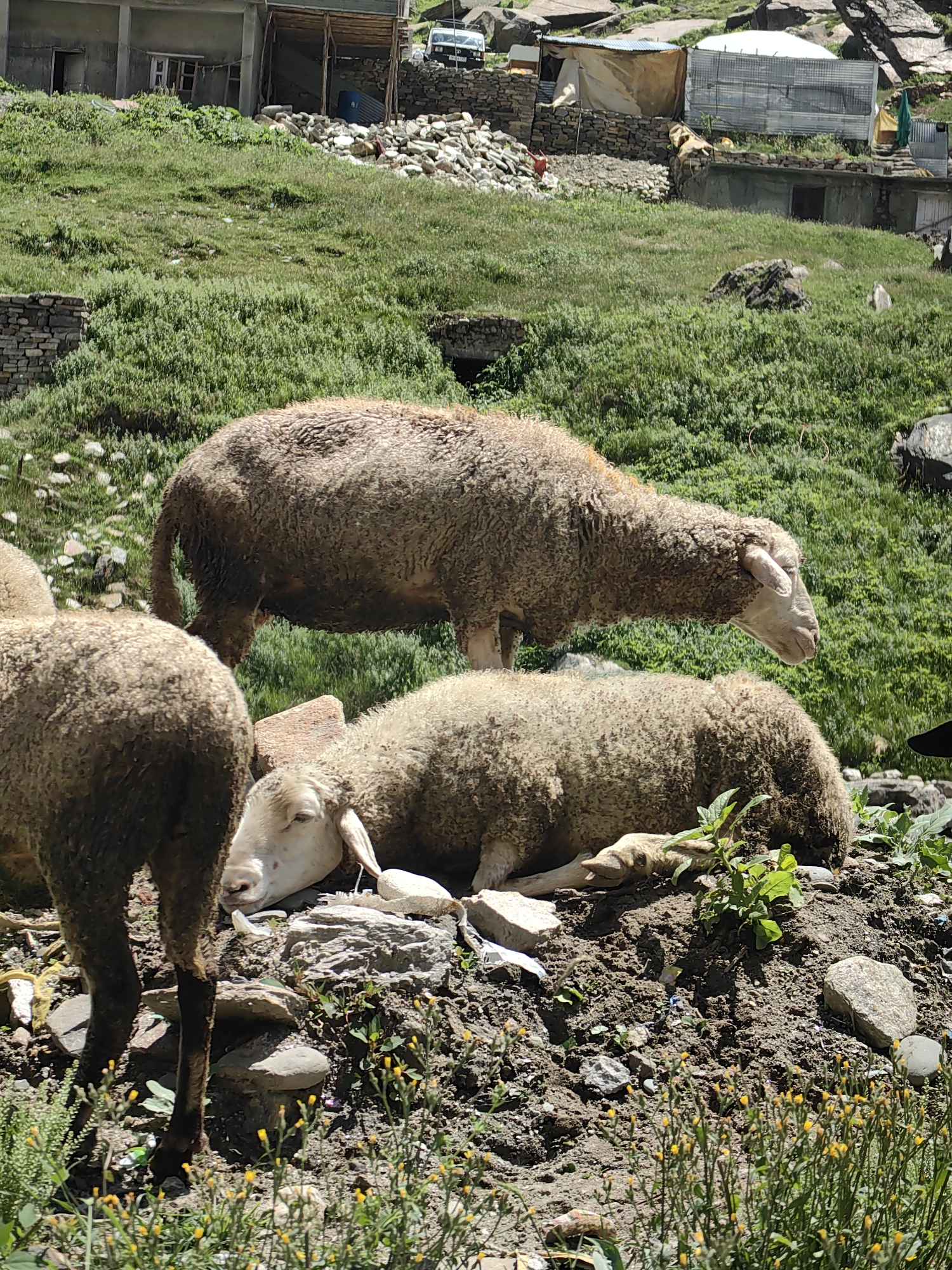A flock of sheep are grazing on a grassy hillside in the village of Koksar, India. In the foreground, a sheep lies down, its head resting on the ground. Behind it, another sheep stands with its head lowered as if to graze. Further back, a third sheep is partially visible, its hindquarters facing the camera. The hillside is covered in lush green grass, with scattered rocks and a few small yellow flowers. In the background, a cluster of buildings can be seen, with a white vehicle parked on a dirt road. The architecture of the buildings suggests a rural mountain setting.