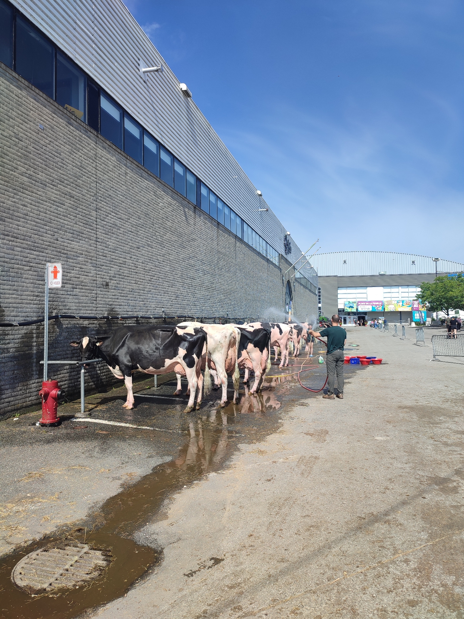 At the 2023 Agrivilla festival in Saint-Hyacinthe, Canada, a man in a green shirt and dark pants is hosing down a line of Holsteins. The cows, a mix of black and white and light pink, are lined up in front of a grey brick building with large windows. A red fire hydrant is visible to the left, as is a sign indicating "C-023" and a red fire icon. The ground is wet and muddy, with puddles reflecting the blue sky and clouds. In the background, the Agrivilla festival is in full swing, with a large building featuring signage for "PLACE DE LA FAMILLE" and various attractions. Several other people are visible in the background, as are some metal barriers and trees.