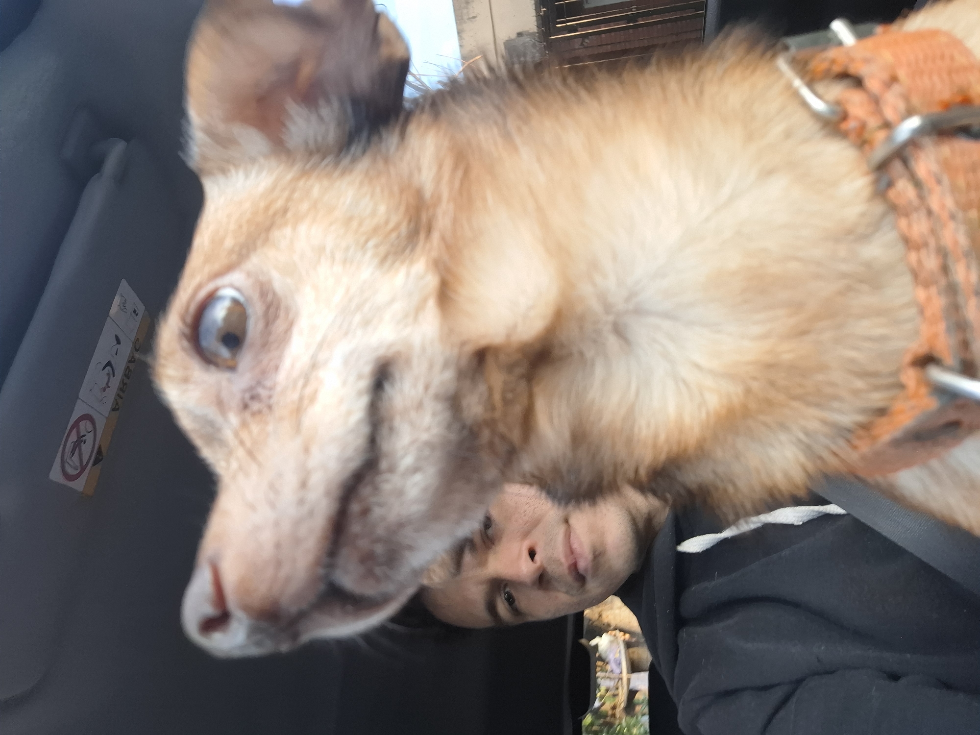 A medium close-up selfie shows a man and a dog in a car. The man is in the left half of the frame, wearing a black hoodie, with his face partially obscured by the dog. His skin is light-toned, and he has short dark hair. He is looking slightly to his left, towards the camera. The dog, a small tan-colored breed with prominent brown eyes and a dark nose, is in the foreground, with its face blurred and taking up the right side of the frame. The dog is wearing an orange collar with silver hardware. The interior of the car is visible behind them, with a dark headliner and a sun visor in the upper portion of the image, which contains an airbag warning sticker. Outside the car, through the windows, a blurred background suggests an urban environment with buildings and some greenery. The lighting is bright, indicating daytime. The car is likely on a street in Villa Domínico, Argentina, given the context.