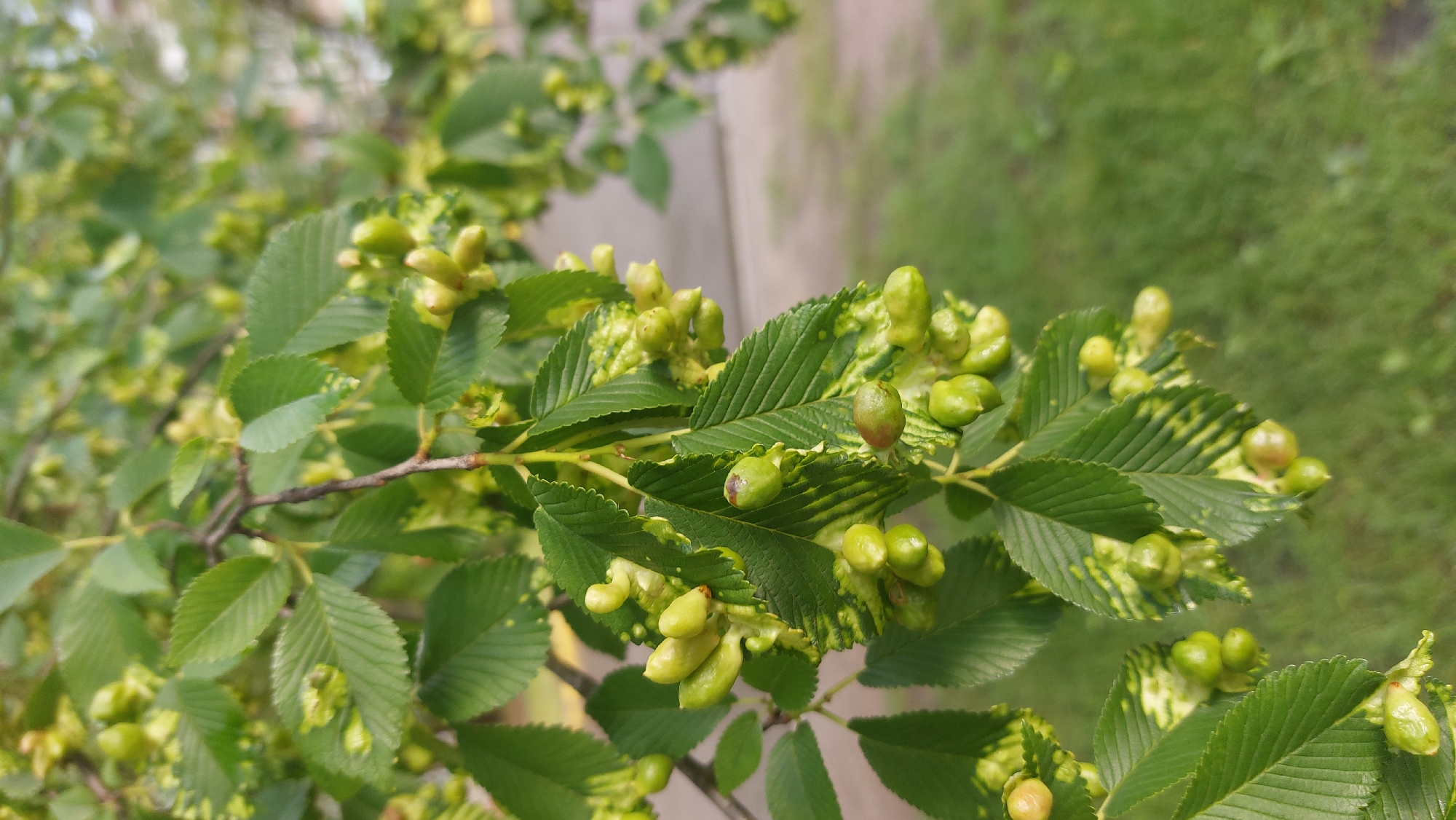 The image shows a close-up view of tree branches with green leaves and small, light green, elongated seed pods or developing fruits. Some of the leaves exhibit yellowing or variegation. The background is softly blurred, showing green grass and what appears to be a paved surface and a building, suggesting an outdoor urban or suburban setting. The perspective is from below, looking up at the branches. There are no people or animals visible in the image. The scene is likely located in Masty, Belarus, given the context provided, and appears to be a naturalistic element within an urbanized area.