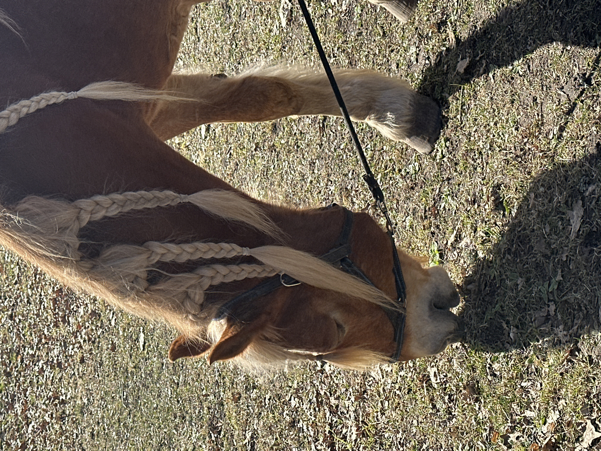 The image shows a chestnut-colored horse with a braided blonde mane, wearing a black bridle and a black lead rope. The horse is standing on grassy ground mixed with dried leaves. The scene appears to be outdoors. There is no information provided that identifies the location in the city of Bīriņi, Latvia.