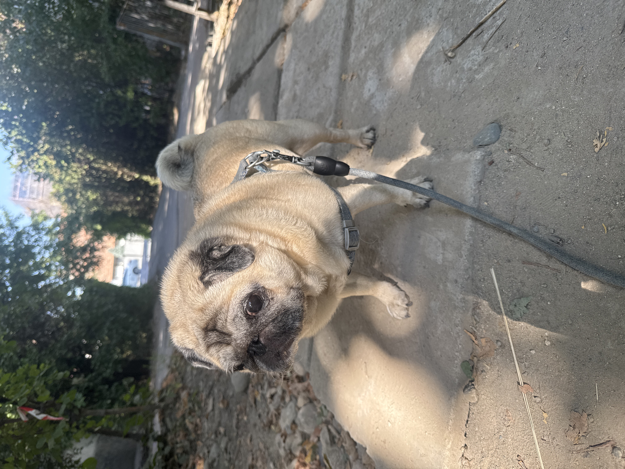 A pug dog stands on a concrete path, looking to the left. The dog is tan with black markings around its eyes and ears and is wearing a grey harness and leash. The path is bordered by a dirt shoulder on the left and a concrete area on the right. Trees line the path on both sides, creating a shaded environment. In the background, a road recedes into the distance, with buildings and more trees visible. The scene appears to be in a residential or semi-rural area, possibly within Bishkek City, Kyrgyzstan.