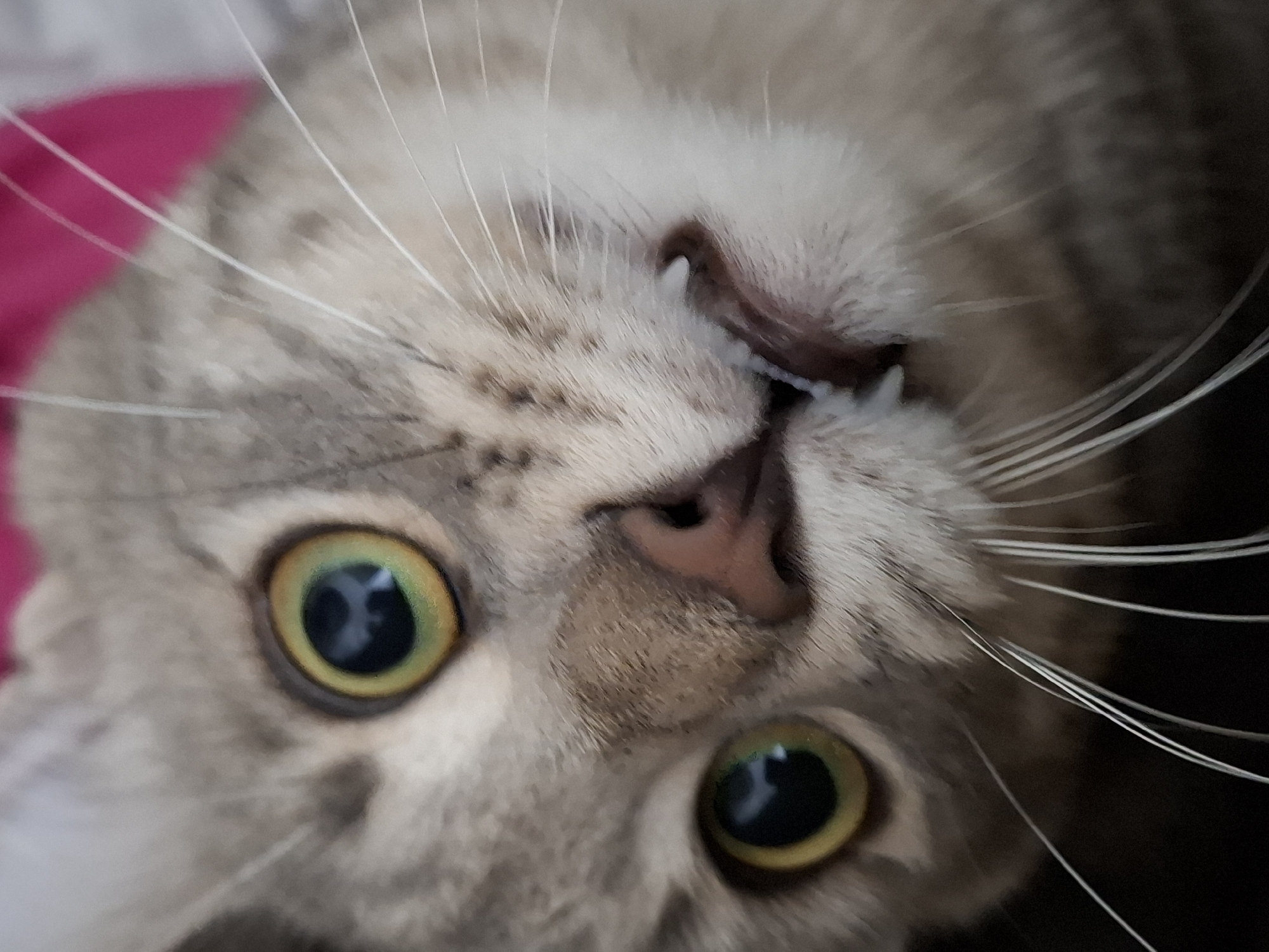 A close-up, slightly off-angle photographic capture focuses on a domestic cat's face. The subject is a domestic short-haired cat with grey and light brown tabby markings. Its large, circular pupils are dilated, reflecting ambient light sources, with irises displaying a transition from green to amber. The cat's pinkish-brown nose is centered. The mouth is partially open, exposing two distinct white lower canine teeth, with the upper lip subtly retracted. Numerous long, white vibrissae extend from the muzzle. The background is out of focus, featuring a vivid magenta area in the upper right, indicative of a soft textile, and darker, indistinct tones elsewhere. The scene is presumed to be located within the city of Novi Sad, Serbia.