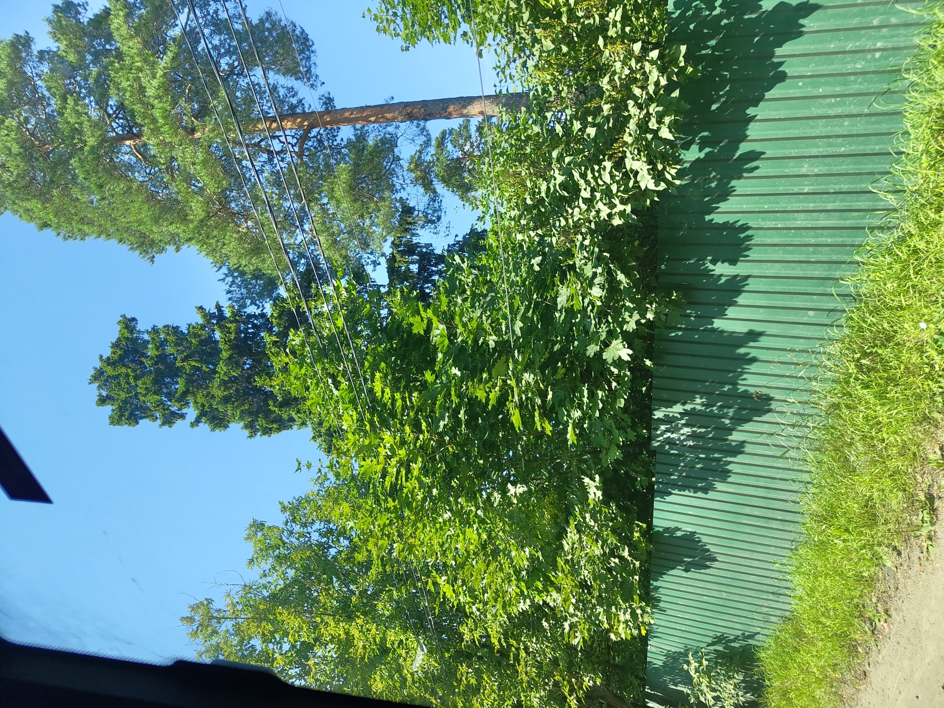 The image depicts a sunny day scene featuring a green corrugated metal fence in the foreground. Tall green trees and a very tall pine tree dominate the background against a clear blue sky. Overhead power lines run horizontally across the upper portion of the image, passing in front of the trees. Shadows of leaves are cast on the fence, indicating the time of day and the presence of foliage. The fence appears to be a boundary in a suburban or rural setting, possibly bordering a residential area or a natural landscape. The presence of power lines suggests proximity to infrastructure. The image does not contain any people or visible signs of recent activity. This scene could be located in Ramenskoye, Russia, a city known for its green spaces and residential areas.