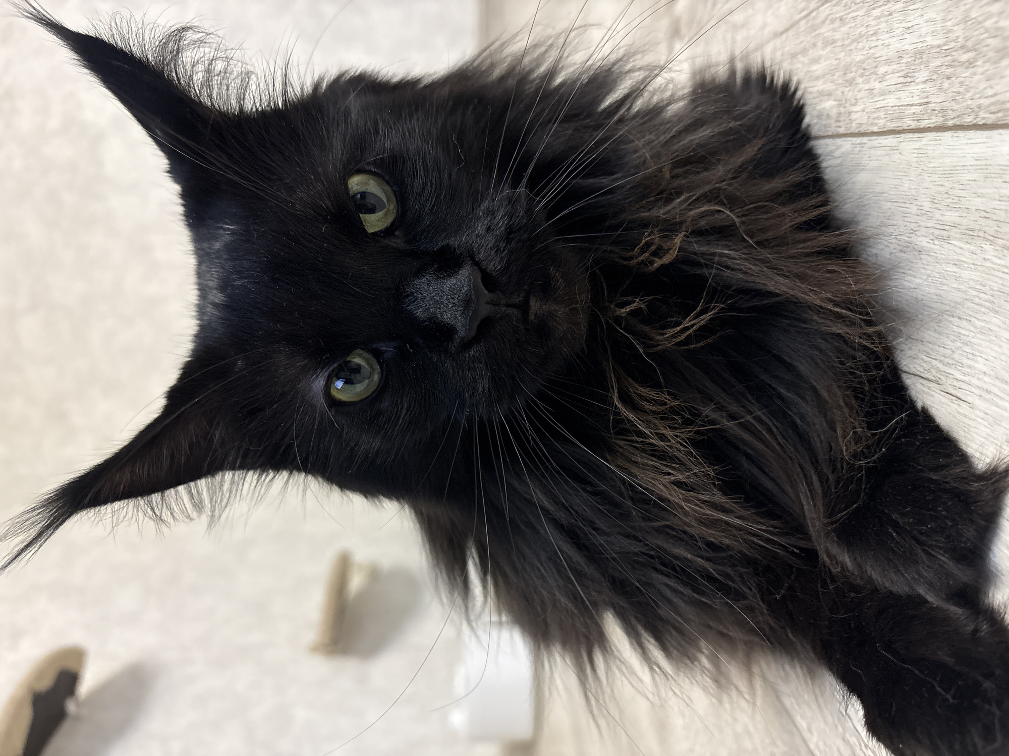 A black Maine Coon cat with piercing green eyes is lying on a light-colored wooden floor. The cat has distinctive ear tufts and a thick, fluffy mane. The background is a light-colored wall, possibly textured, with a small shelf visible on the left. The overall setting appears to be indoors, likely a residential environment. There is no indication of the city of Krasnokamsk, Russia, in the image.