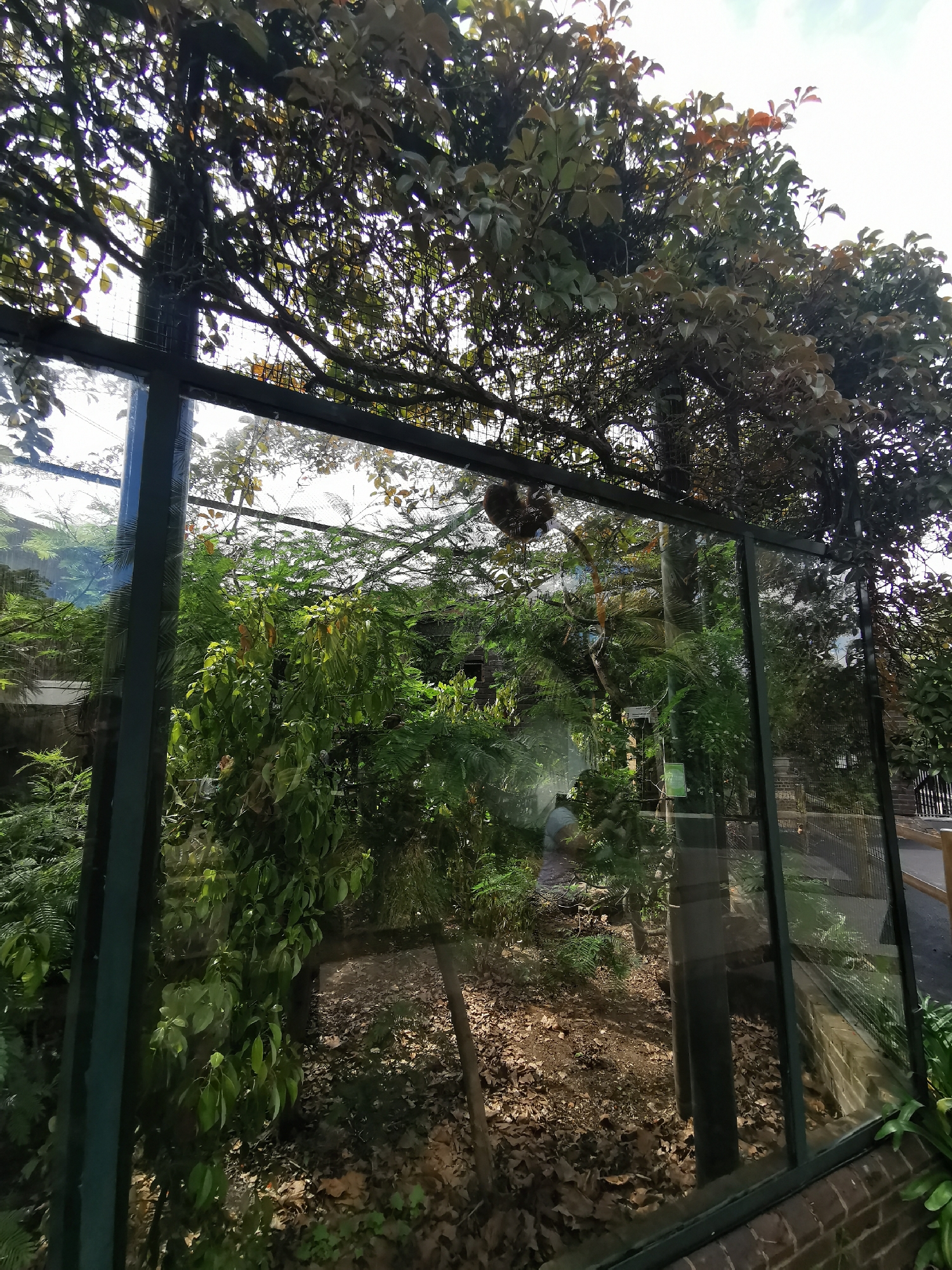 The image depicts a view through a glass enclosure, possibly in a zoo or botanical garden. The enclosure has a dark green frame and multiple glass panels, creating reflections and some distortion. Inside the enclosure, there is dense vegetation, including various types of trees and shrubs. The ground is covered in fallen leaves and dirt. A cluster of what appears to be some animal or bird is hanging among the foliage in the upper part of the enclosure. Outside of the enclosure, there are more trees and a glimpse of a fence or railing. The light suggests it is daytime, and some sunlight filters through the trees. The exact location is unknown, as the city and country are not specified.