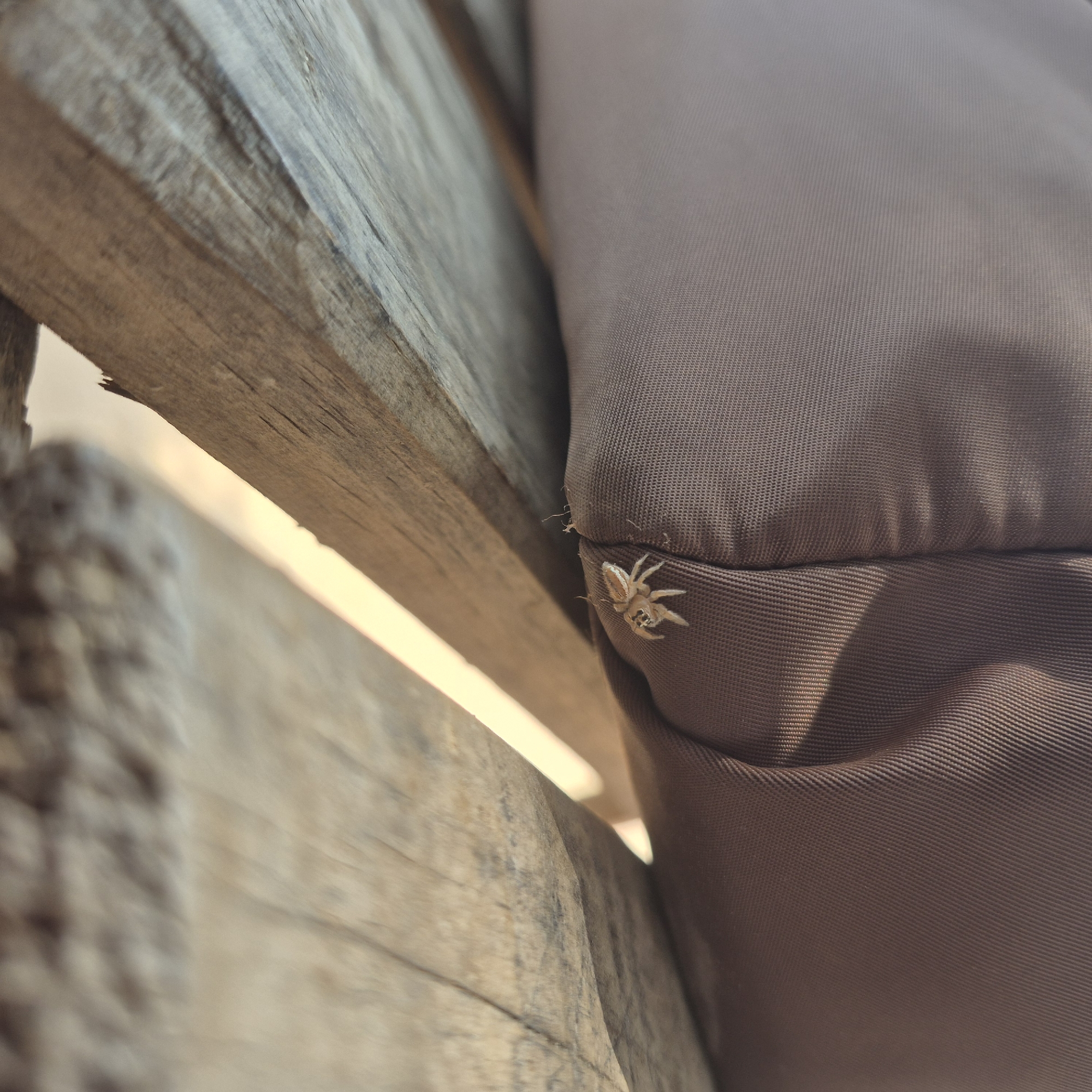 A small, light-colored spider is positioned on the edge of a folded brown fabric material, which rests on wooden planks. The fabric appears to be part of an outdoor seating cushion or similar item. The wooden planks show a weathered texture, indicating they are likely part of an outdoor bench or furniture. The background is blurred with a warm, soft light, suggesting an outdoor setting during daylight. The scene is likely located outdoors in the city of Dodoma, Tanzania, given the environmental context implied by the wood and fabric, common materials for outdoor furniture in such climates.