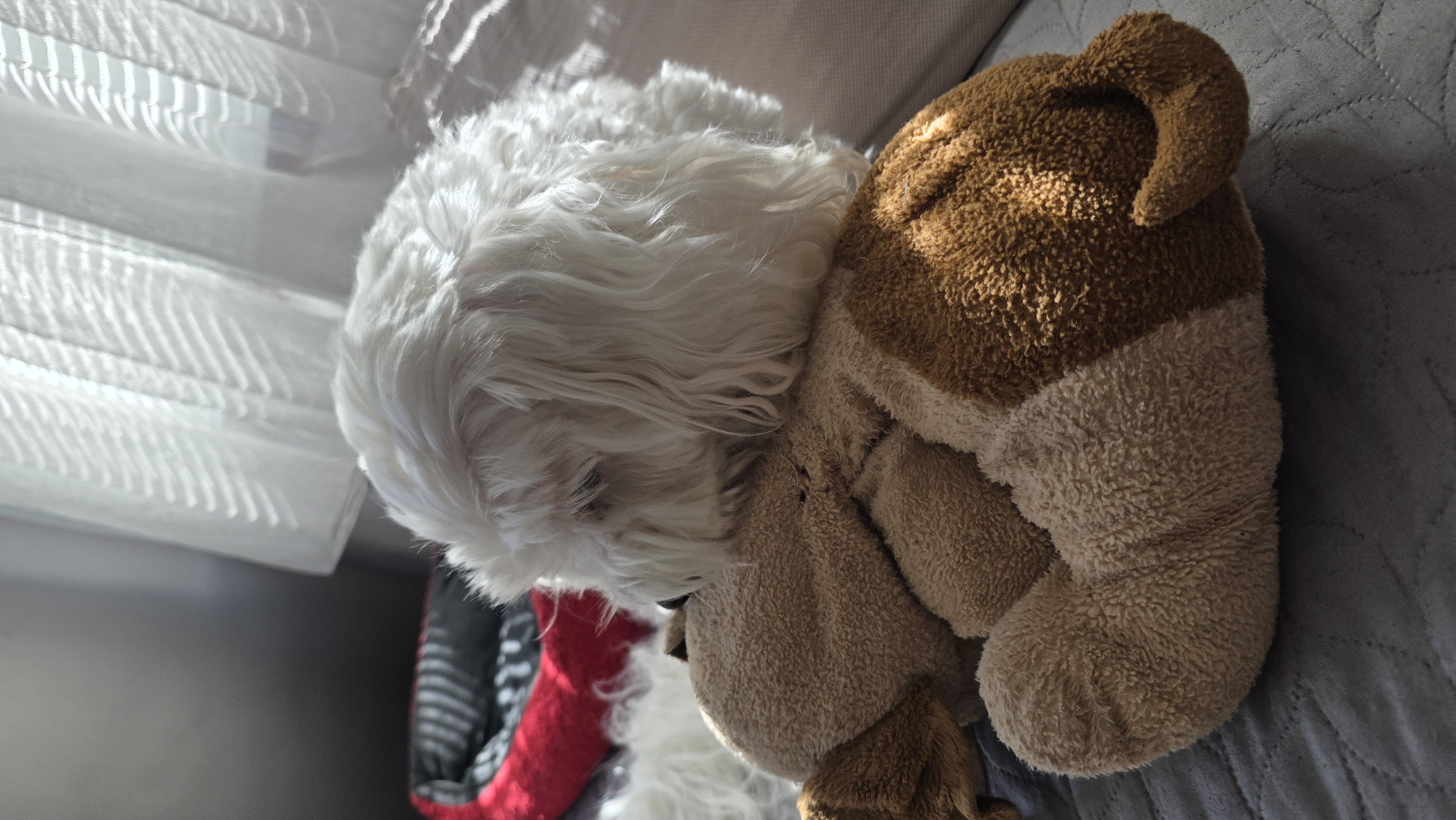 A white, long-haired dog is nestled against a brown and tan stuffed animal on a gray quilted surface. The dog is positioned near a window with sheer white curtains. A red object is partially visible beneath the dog. The location is not discernible in the image, therefore its location in Blagoevgrad, Bulgaria, cannot be confirmed.