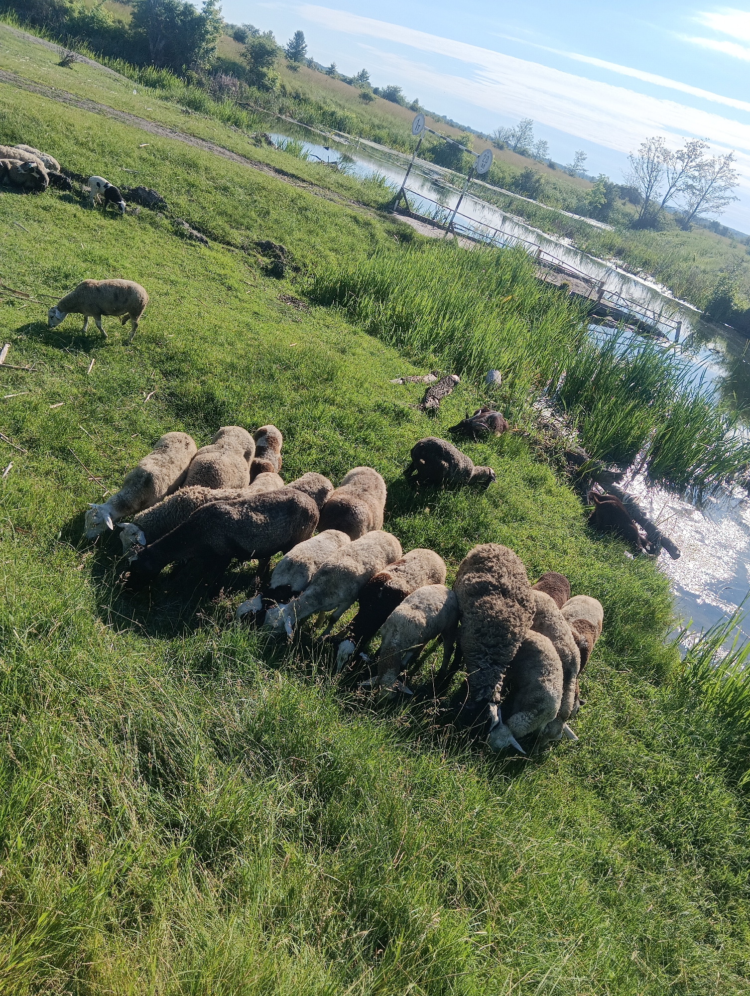 A flock of sheep grazes on a grassy incline next to a body of water. The sun shines brightly in a blue sky with scattered clouds. The sheep are a mix of light and dark brown and white. Some are standing and eating, while others are lying down. A narrow path is visible on the upper part of the incline. A small wooden structure, possibly a bridge or pier, extends into the water. Several signs are posted along the water's edge. The vegetation consists of tall grass and scattered trees. The scene appears to be a rural or natural setting.