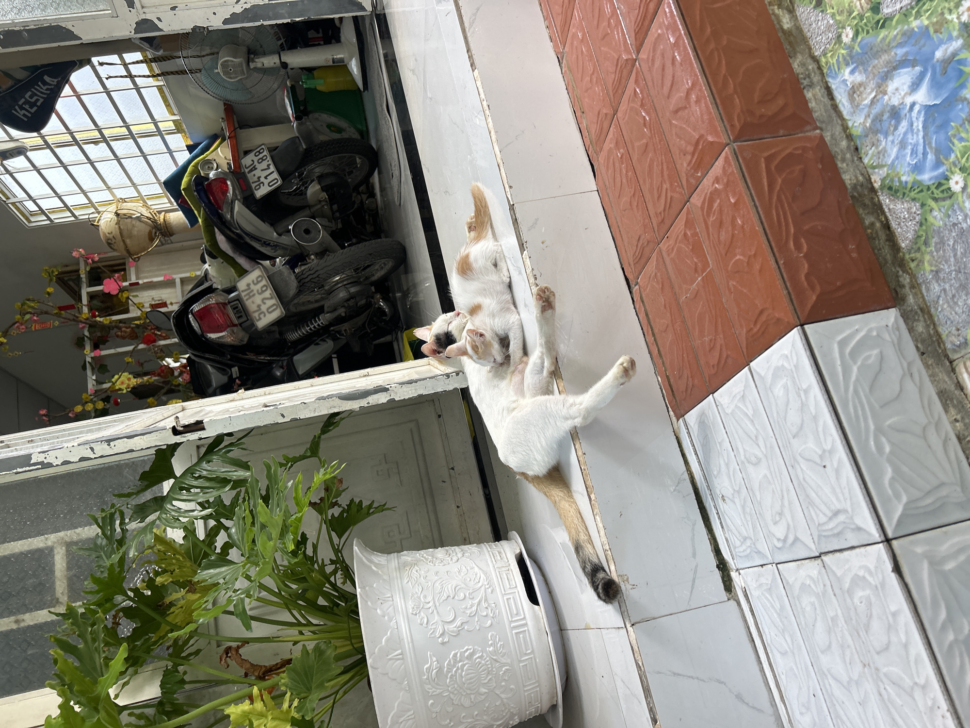 The image depicts two cats resting on a tiled step outside a building in An Hữu, Vietnam. The cat in the foreground, primarily white with orange markings, is lying on its side, curled up against another cat. This second cat is also mostly white, with a distinct black patch on its head and orange tabby markings on its back and tail. The cats appear to be sleeping or resting peacefully.
Behind the cats, an open doorway reveals a glimpse of the interior. A large potted plant with lush green leaves sits to the left of the doorway. Inside, two motorcycles are parked, one a darker color and the other silver, with visible license plates. A white pedestal fan is positioned to the right of the motorcycles, near a window with a grid pattern. Decorative elements, possibly for a holiday, with pink and yellow flowers and red ribbons, are visible hanging from above. The floor in front of the step is tiled with a pattern of reddish-brown and white tiles, with a section of patterned tile featuring water and greenery at the bottom. The overall environment suggests a residential or commercial space, possibly a shop or home entrance.