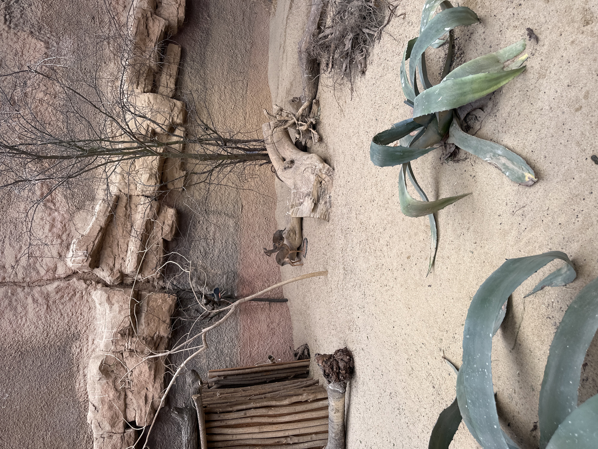 The image depicts a diorama, likely from a zoo or natural history museum. The setting appears to be a desert or arid environment. On the left, there is a simulated rock face with a tree branch extending across it. To the right, there are several plants with long, curved leaves, possibly agave or aloe species. In the center, there is a wooden structure resembling a small bridge or platform. The background is a textured wall that mimics the appearance of sand or rock.
The image was taken at the Wrocław Zoo in Wrocław, Poland.