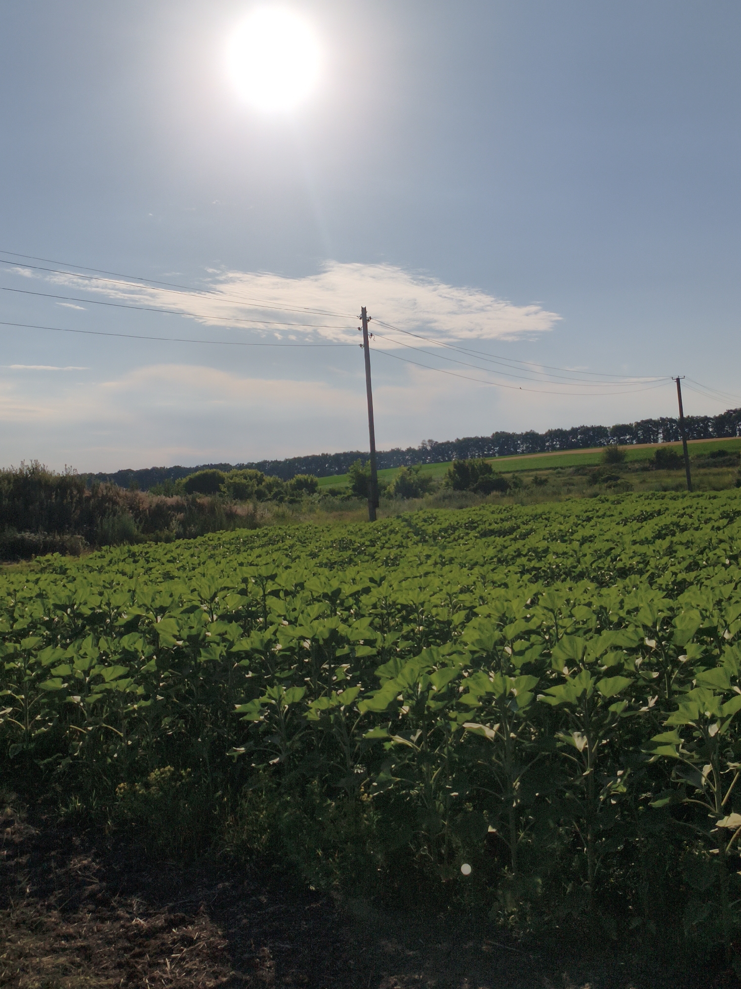 The image shows a bright, sunny day in Psilske, Ukraine. The foreground is dominated by a vast field of green plants, likely sunflowers, stretching towards the horizon. The plants are dense and uniform, with large, broad leaves. In the mid-ground, a line of trees forms a dark green border across the landscape, with a few scattered trees visible in the field. Beyond the trees, there are hints of rolling hills or fields.
Two wooden utility poles with wires stretched between them stand in the field, one to the right and another further left, indicating the presence of infrastructure. The sky is a clear, pale blue with a few wispy white clouds. A bright, luminous sun is positioned in the upper left quadrant of the image, casting a strong light and creating a lens flare effect. The ground in the immediate foreground appears to be dark soil, possibly tilled earth. There are no people or animals visible in the scene. The overall impression is of a rural, agricultural landscape on a clear, warm day.