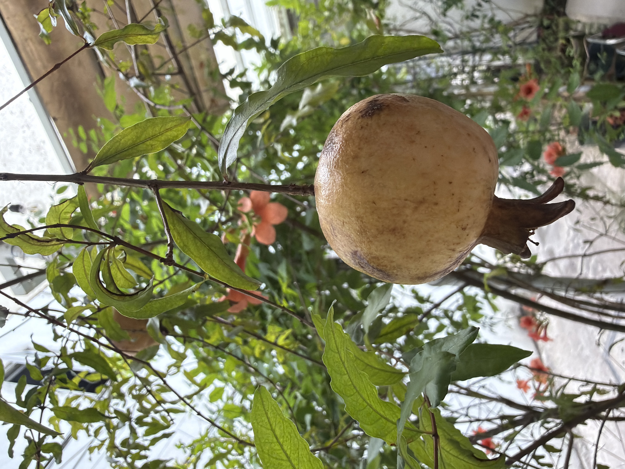 The image displays a pomegranate fruit hanging from a branch. The fruit is light brown with darker blemishes and has a distinctive crown-like calyx at its base. It is surrounded by lush green foliage and some small, bright orange flowers. The background is blurred but suggests an outdoor environment, possibly a garden or greenhouse, with structures indicative of a greenhouse ceiling and potted plants. The overall lighting suggests an overcast day. The scene is likely located in Đà Nẵng, Vietnam, given the context. There are no people or any observable actions occurring in the image.