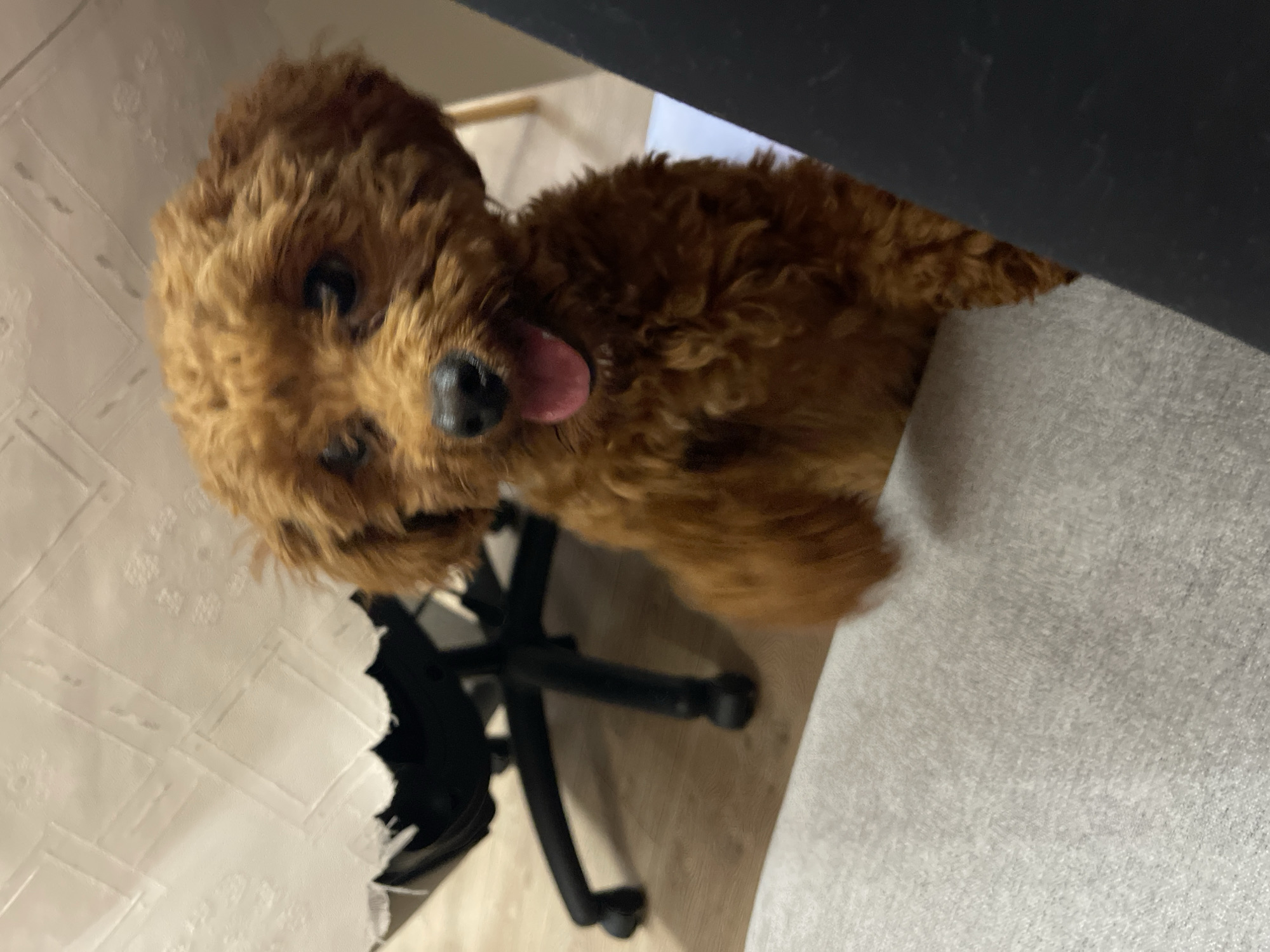 A small, brown poodle is standing on its hind legs, with its front paws resting on a grey surface. The dog's mouth is open, and its tongue is visible. The dog is facing the camera, and its eyes are looking forward. In the background, a white tablecloth with an embroidered pattern is draped over a black chair. The floor is wooden. The scene appears to be indoors, possibly in a residential setting in Sofia, Bulgaria. The lighting is soft, and the focus is on the dog. The overall impression is one of a playful and friendly pet.