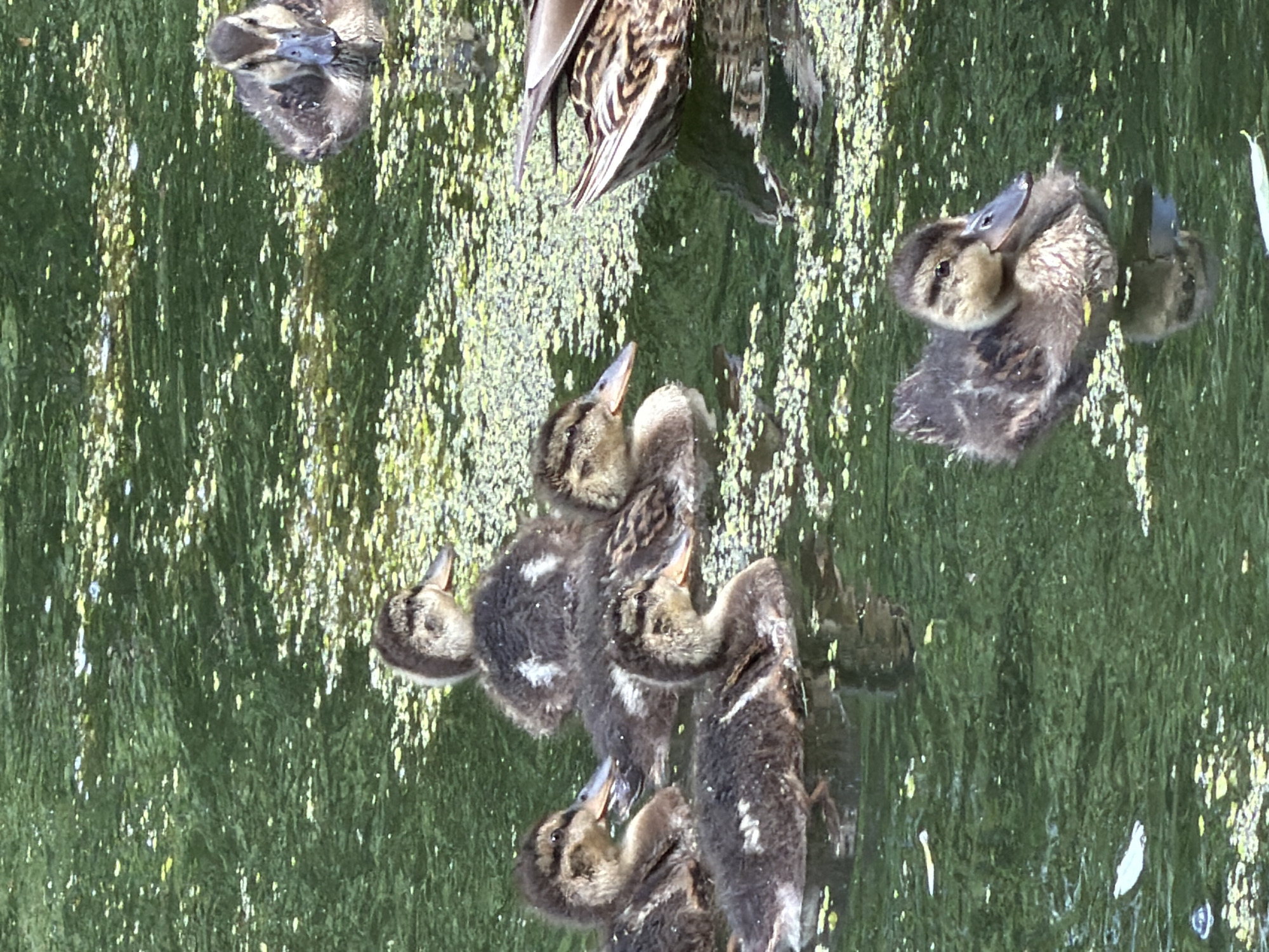 The media file shows a group of ducklings swimming in green, murky water. The ducklings are mostly brown and fuzzy, with some having lighter markings on their chests and wings. They are clustered together, with some of them appearing to be interacting with each other, perhaps preening or feeding. Reflections of the ducklings and the surrounding environment are visible on the water's surface, adding a sense of depth and movement to the scene. The water appears to be covered in a thin layer of green algae or duckweed, which creates a speckled texture. Sunlight is glinting off the water and some of the ducklings, suggesting it is daytime and the weather is likely sunny. The overall impression is one of a peaceful, natural setting. There is no visible text in the image. The location context indicates this is likely a pond or other body of water in Курилово Снт, Russia.