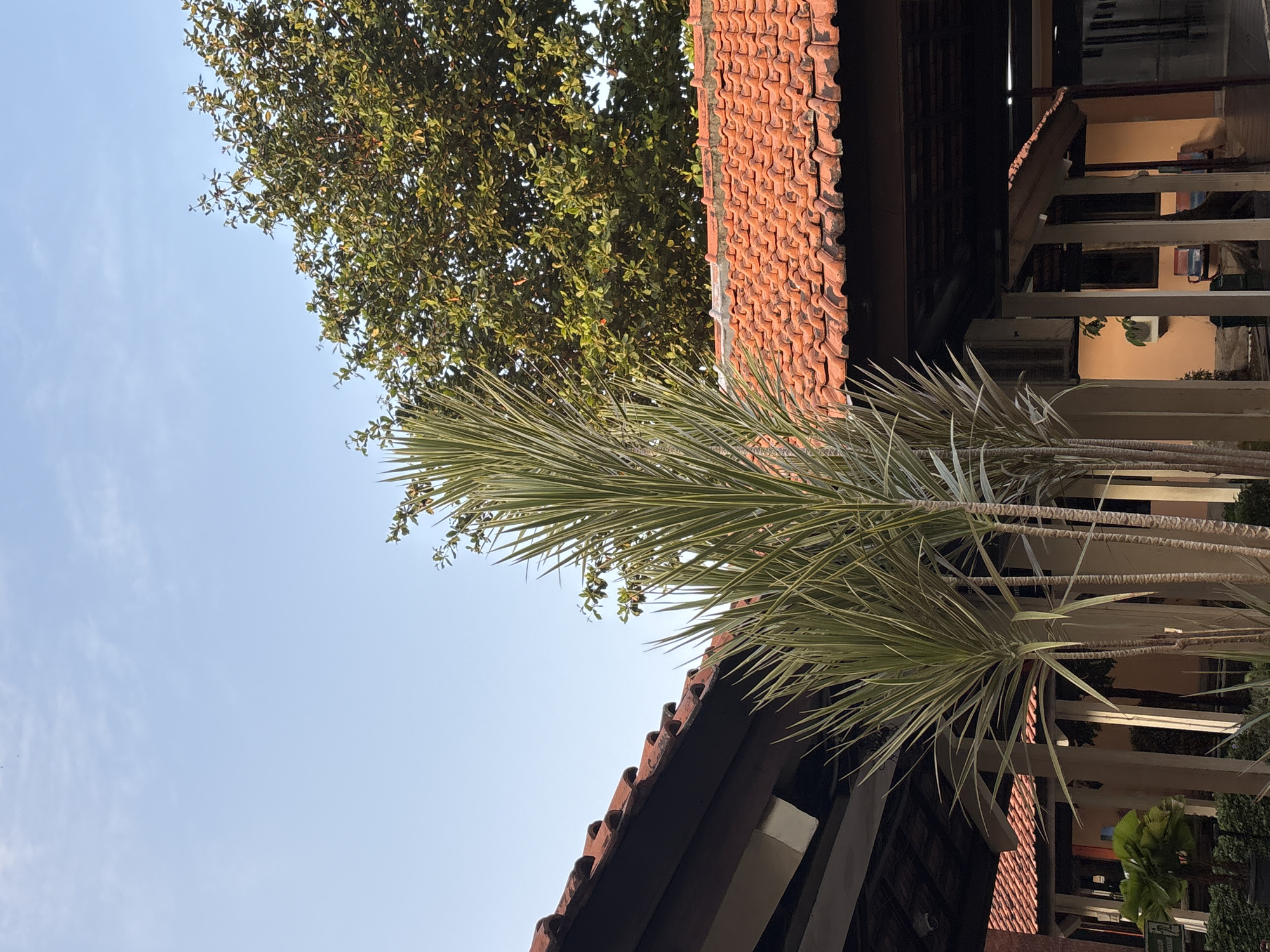 This is a photograph taken outdoors on a clear, blue sky day, likely in Cirebon, Indonesia. The image captures a view of buildings with terracotta tile roofs, partially obscured by lush green trees and tall, slender plants with spiky, variegated leaves.
In the foreground, two tiled awnings extend from buildings. The awning on the left is a darker wood structure, while the awning on the right is made of lighter-colored wood and has a bright orange tiled roof. Several thin, tall plants with long, narrow leaves are positioned in front of these awnings. The leaves are a mixture of green and creamy white, creating a striped effect.
Behind the plants and awnings, a large, leafy green tree with a dense canopy fills the upper right portion of the frame. Its leaves are a deep green, with some lighter green and yellow hues visible, suggesting it is catching the sunlight.
The background shows more architectural elements, including the continuation of the orange-tiled roofs and the sides of buildings painted in a warm, peachy orange color. Some support beams and darker interior spaces are visible beneath the awnings. The overall impression is one of a tropical, possibly resort or residential area, characterized by natural elements integrated with local architectural styles. There are no people visible in the photograph.