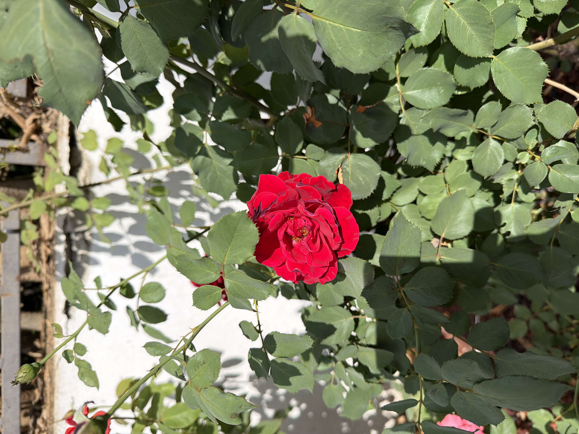A close-up, high-angle shot captures a vibrant red rose in full bloom, its petals tightly curled towards the center, set against a backdrop of lush green rose leaves and thorny branches. Sunlight dapples the scene, casting shadows on the white wall behind the rose bush. The image was taken outdoors in Gedera, Israel, likely in a garden or backyard, as evidenced by the presence of a white textured wall and a portion of a wooden fence or trellis in the upper background. The rose is the clear focal point, with its rich color contrasting with the surrounding foliage. There are no people or animals visible in the frame. The overall impression is one of natural beauty and the peak of a rose's bloom.