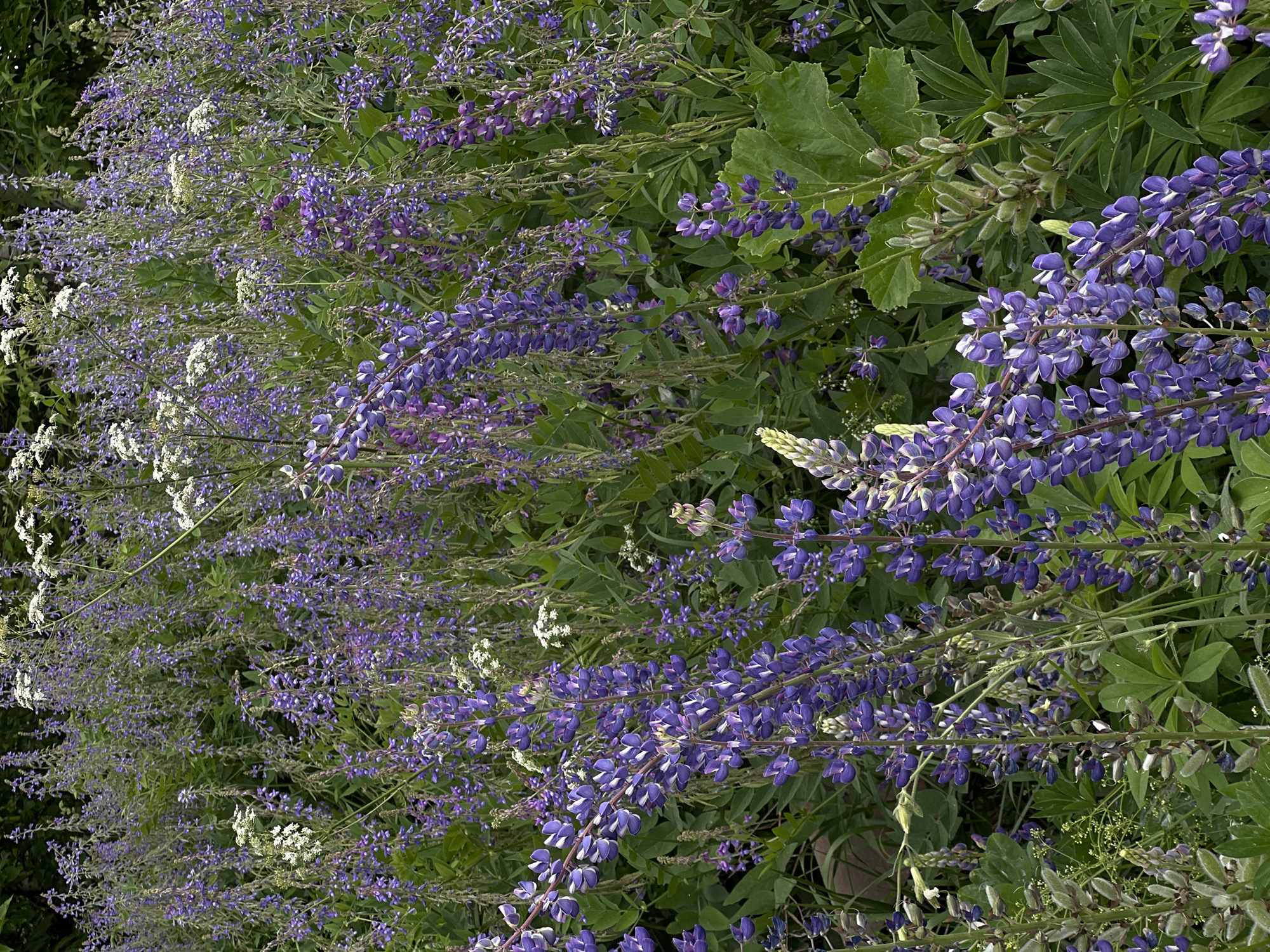 The image captures a dense, naturalistic scene dominated by a profusion of purple and white wildflowers, characteristic of a meadow or roadside planting. Several tall spikes of vibrant purple lupine flowers are prominent, their individual florets forming a dense raceme. Interspersed among the lupines are clusters of delicate white flowers, possibly Queen Anne's Lace or similar species, which add a contrasting texture and color. The foliage is lush and green, forming a thick carpet of leaves and stems that partially obscures the ground. The overall impression is one of abundant, untamed growth. There are no people or man-made structures visible in this frame, suggesting an outdoor, natural environment. The location is specified as Pigozino, Russia, implying this floral display is part of the natural landscape or a curated public garden within that region.