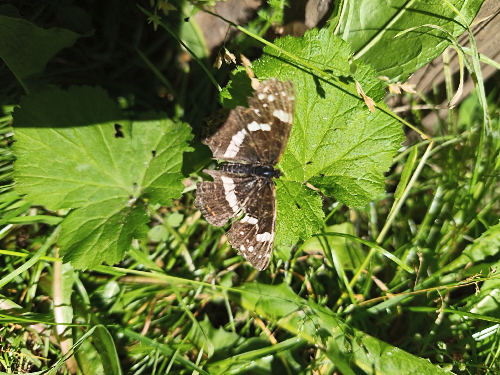 A close-up, high-angle shot captures a brown butterfly with white markings perched on a vibrant green leaf. The butterfly's wings are partially open, revealing intricate patterns. The leaf, with its serrated edges, is surrounded by lush green grass and other foliage, suggesting an outdoor, natural setting. The sunlight filters through, creating shadows and highlighting the textures of the plants. The image appears to be taken in a garden or park environment. It's not possible to determine the specific location within Maardu, Estonia, from this image alone.