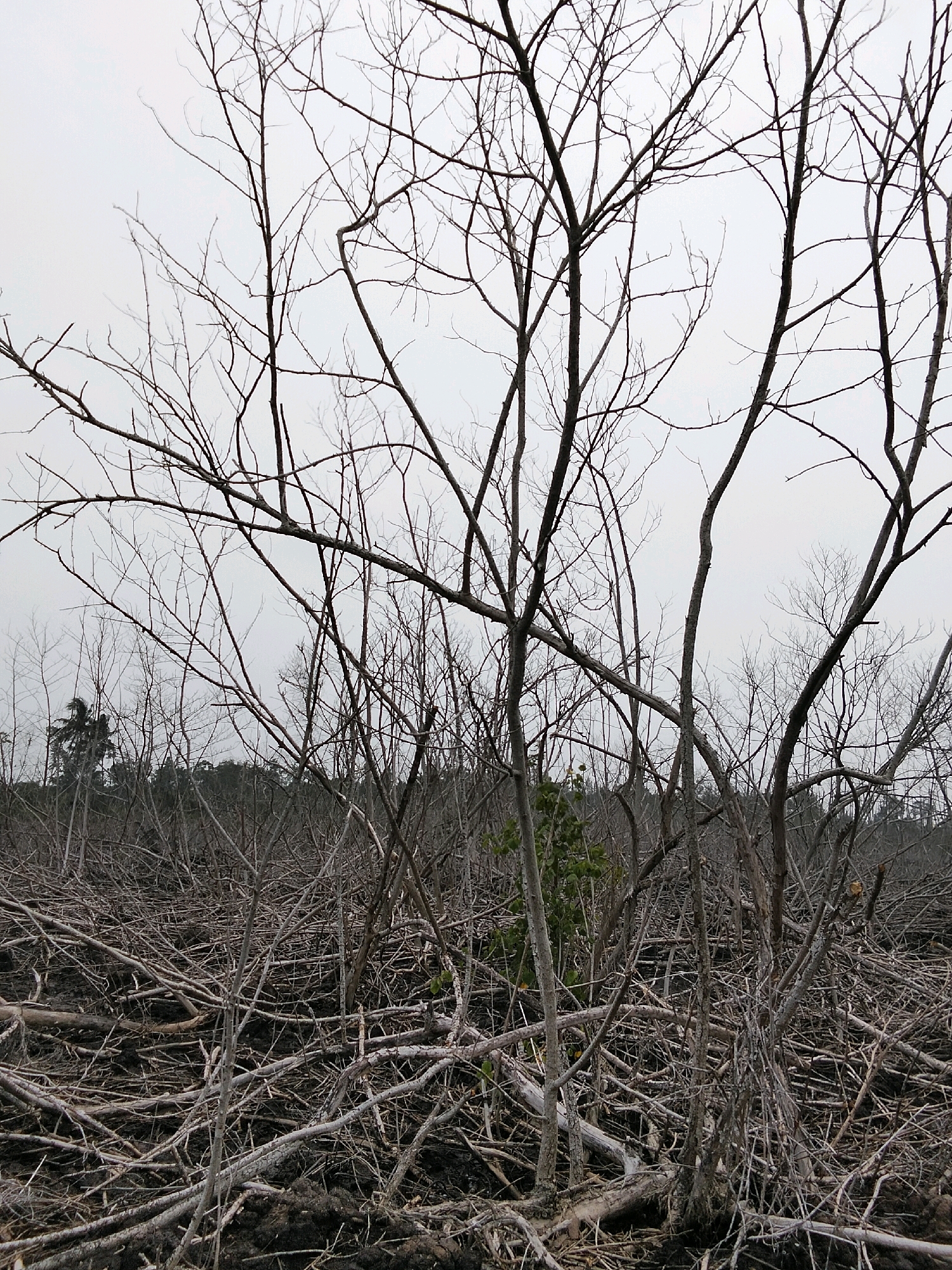 The image depicts a scene of a desolate landscape filled with the skeletal remains of trees and branches. The ground appears to be covered in dark soil, possibly the result of a fire or natural decay, with numerous fallen branches and debris creating a dense undergrowth. In the background, a faint outline of trees and a palm tree can be seen against a pale, overcast sky. The overall impression is one of a harsh and unforgiving environment, with the stark silhouettes of the dead trees dominating the frame. The location is identified as Teluk Pambang, Indonesia. There are no people or animals visible in the image.