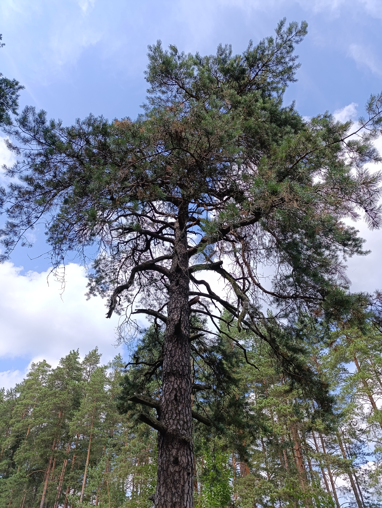 This image captures a low-angle view looking up at a tall, mature pine tree in a forest setting. The tree's thick, rough bark is prominent in the foreground, with its extensive branches reaching upwards, partially obscuring the sky. The needles of the pine tree are a mix of green and some dry, brown foliage, indicating age or seasonal changes. Behind this prominent tree, a dense forest of similar pine trees stretches into the background, creating a canopy of varying shades of green. The sky above is a bright blue with scattered white clouds, suggesting a clear day. The scene is situated within the Швабскі сельскі Савет, Belarus, implying a rural or natural environment characteristic of the region. No people or animals are visible in the frame.
