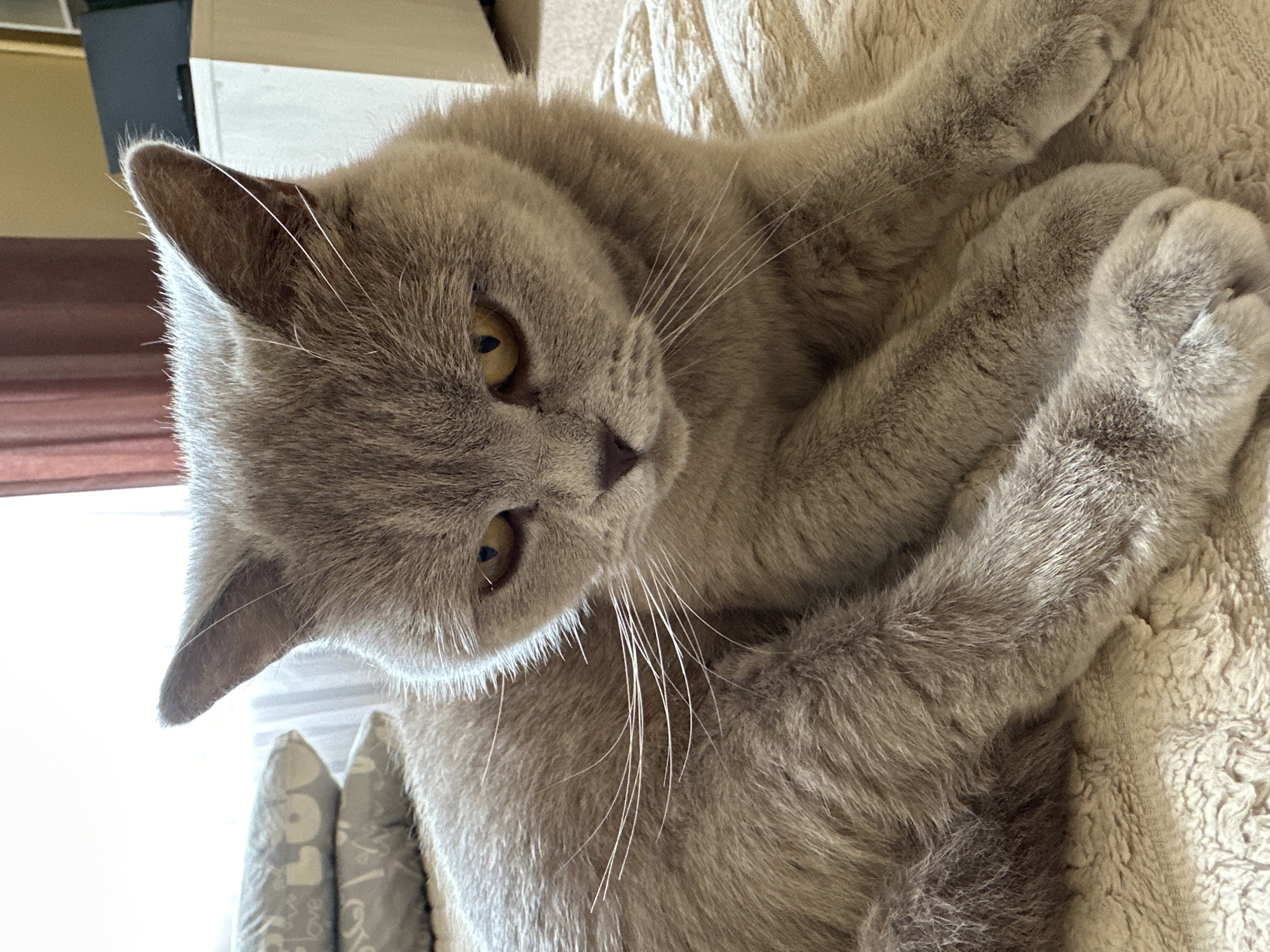 An indoor close-up photograph, rotated 90 degrees clockwise from its natural orientation, depicts a light grey cat, possibly a British Shorthair breed, relaxing on a soft, light-colored blanket or throw. The cat, with dense, short-to-medium fur, is lying on its side with its body curled and head slightly tilted, gazing directly towards the viewer with large, round amber-yellow eyes. Prominent white whiskers extend from its snout. Its front paws are tucked close to its body.
The background shows hints of a domestic setting. On the left, bright natural light illuminates the scene, suggesting daytime. Behind the cat, parts of what appear to be furniture or a wall are visible. Beneath the cat's head, partially obscured, is a grey patterned object, possibly a pillow or toy, where the word "LOVE" is discernible in white text. The overall scene conveys a sense of calm and comfort within a home in Ternopil, Ukraine.