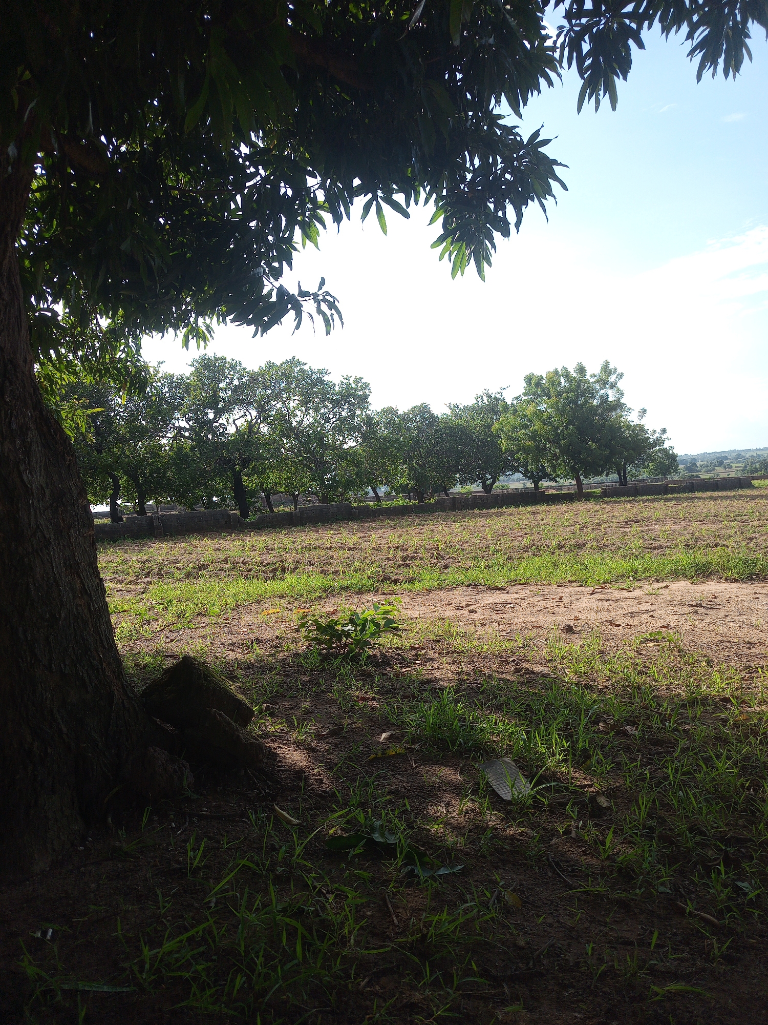 The image displays an outdoor, rural landscape situated in Keffi, Nigeria, under daylight conditions with a clear sky. The immediate foreground on the left is dominated by the dark, textured trunk of a large tree, from which dense green foliage extends into the upper left quadrant of the frame. The base of this tree casts prominent shadows across the lower foreground, where patches of bare reddish-brown soil intermingle with sparse green grass and small plants.
The midground features an expanse of ground presenting as a field, characterized by uneven distribution of young green grass and exposed soil. A low, horizontal structure, appearing to be a wall constructed from grey stone or concrete blocks, spans the width of the image in the mid-distance. Behind this wall, a consistent row of mature green trees stands, forming a linear barrier.
The background shows an undulating landmass, possibly hills or distant vegetated terrain, under a bright, largely cloudless light blue sky. No human figures or discernible animal activity are present within the scene.