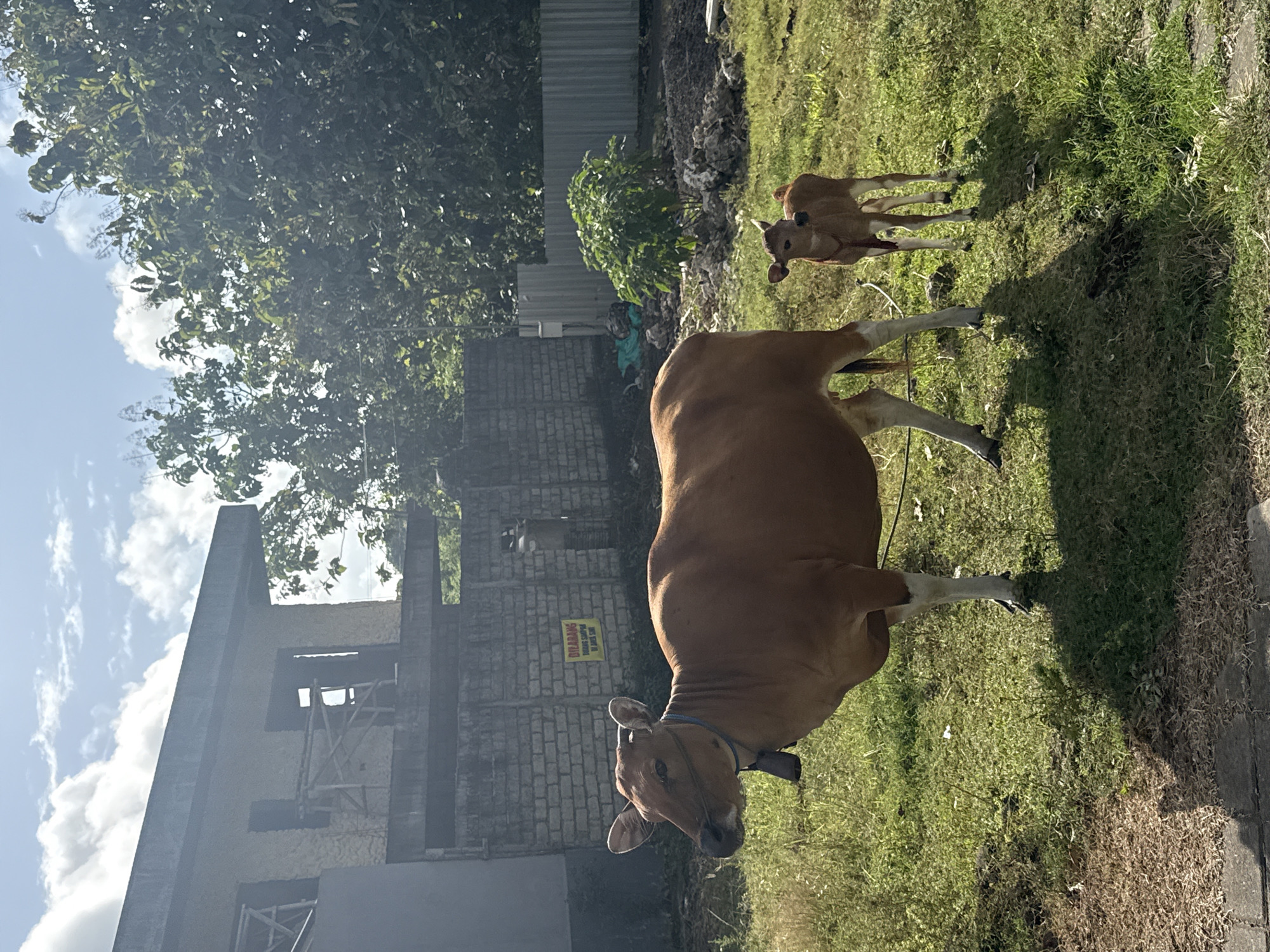 An adult brown cow with a blue collar and bell stands in a grassy field in Kuta Selatan, Indonesia, next to a much smaller brown calf. Behind them, a rough brick wall with a yellow "DILARANG" sign is visible, partially obscured by overgrown grass and a large tree. To the left, a partially constructed concrete building with scaffolding and dark window openings is seen. A corrugated metal fence runs along the background. The sky above is partly cloudy.