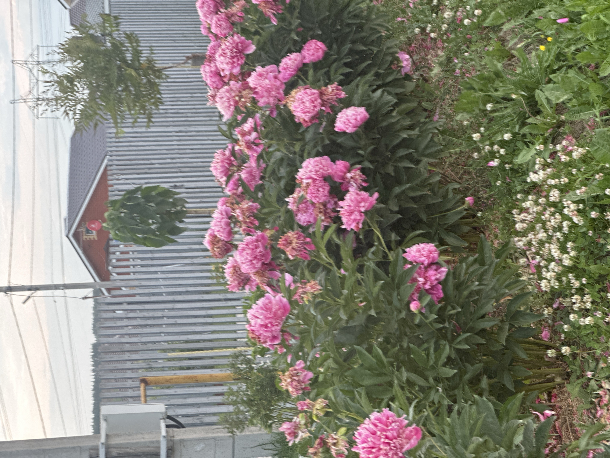 The image depicts a garden scene in Estachi, Russia, dominated by a lush bed of vibrant pink peonies in full bloom. The flowers are clustered together, forming a dense floral display along a grey metal picket fence. Behind the fence, a red-roofed house with a dark brown roof is partially visible, suggesting a residential area. A tall, slender tree with a rounded top stands to the right of the house, and further to the right, a large electrical tower with multiple lines stretches across the sky. The ground in front of the peonies is covered with green foliage, interspersed with smaller white flowers, likely clover. Petals from the peonies are scattered on the ground, adding a touch of natural disarray to the scene. The sky is overcast, casting a soft light over the landscape. To the left of the image, a concrete post with a grey electrical box and a yellow pipe is visible, indicating infrastructure present in the area. The overall impression is one of a well-maintained garden in a semi-urban or suburban setting.