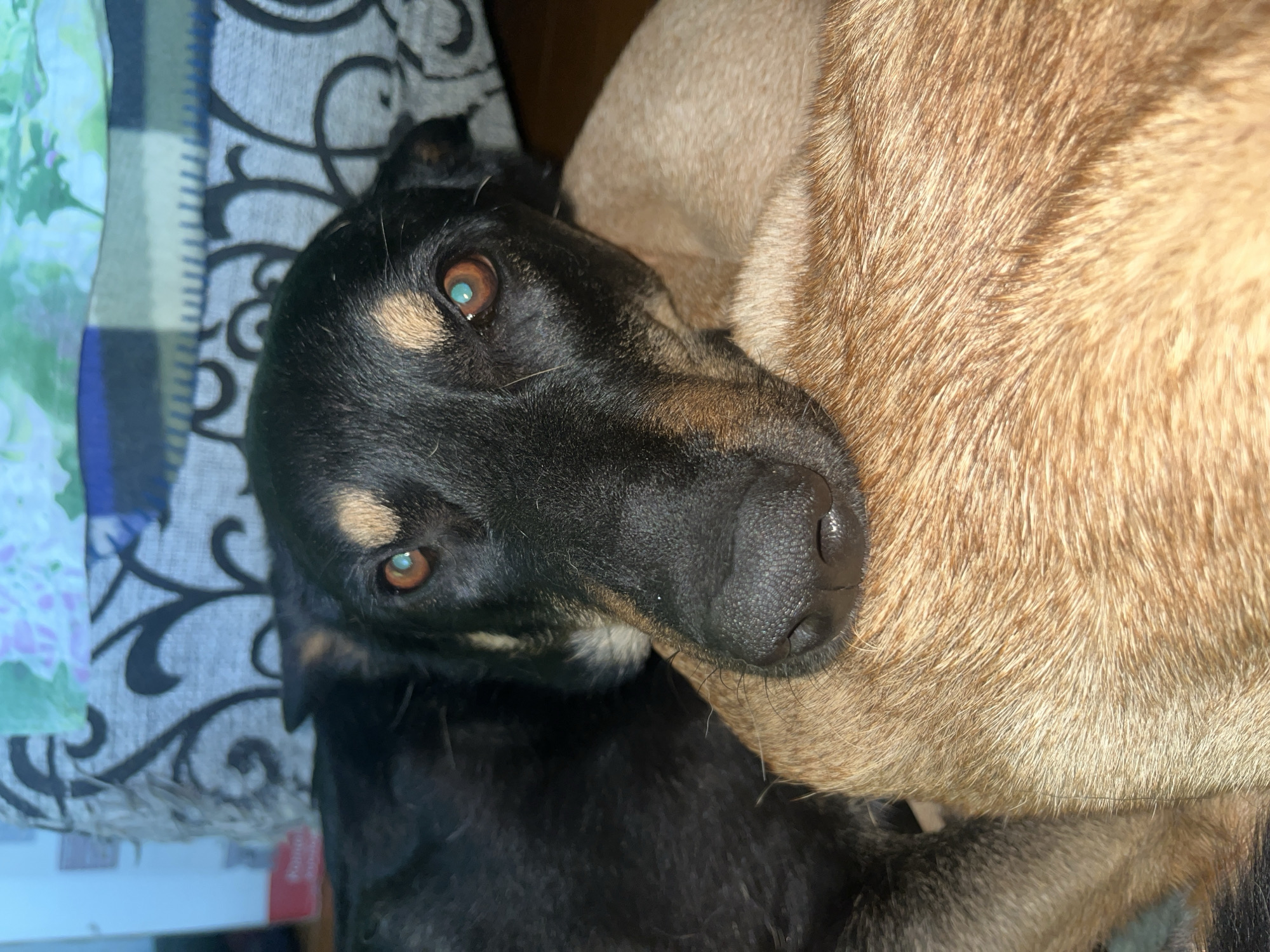 A close-up, head-on shot shows a black and tan dog resting its head on another dog's tan fur. The dog in focus has large, expressive brown eyes with a hint of blue, a wet black nose, and prominent tan markings above its eyes and on its muzzle. The background consists of a patterned fabric, possibly a blanket or furniture upholstery. The lighting is dim, casting soft shadows. The image is captured in a domestic setting, likely indoors. No specific location in Nizhny Tagil, Russia, can be determined from the visual information.