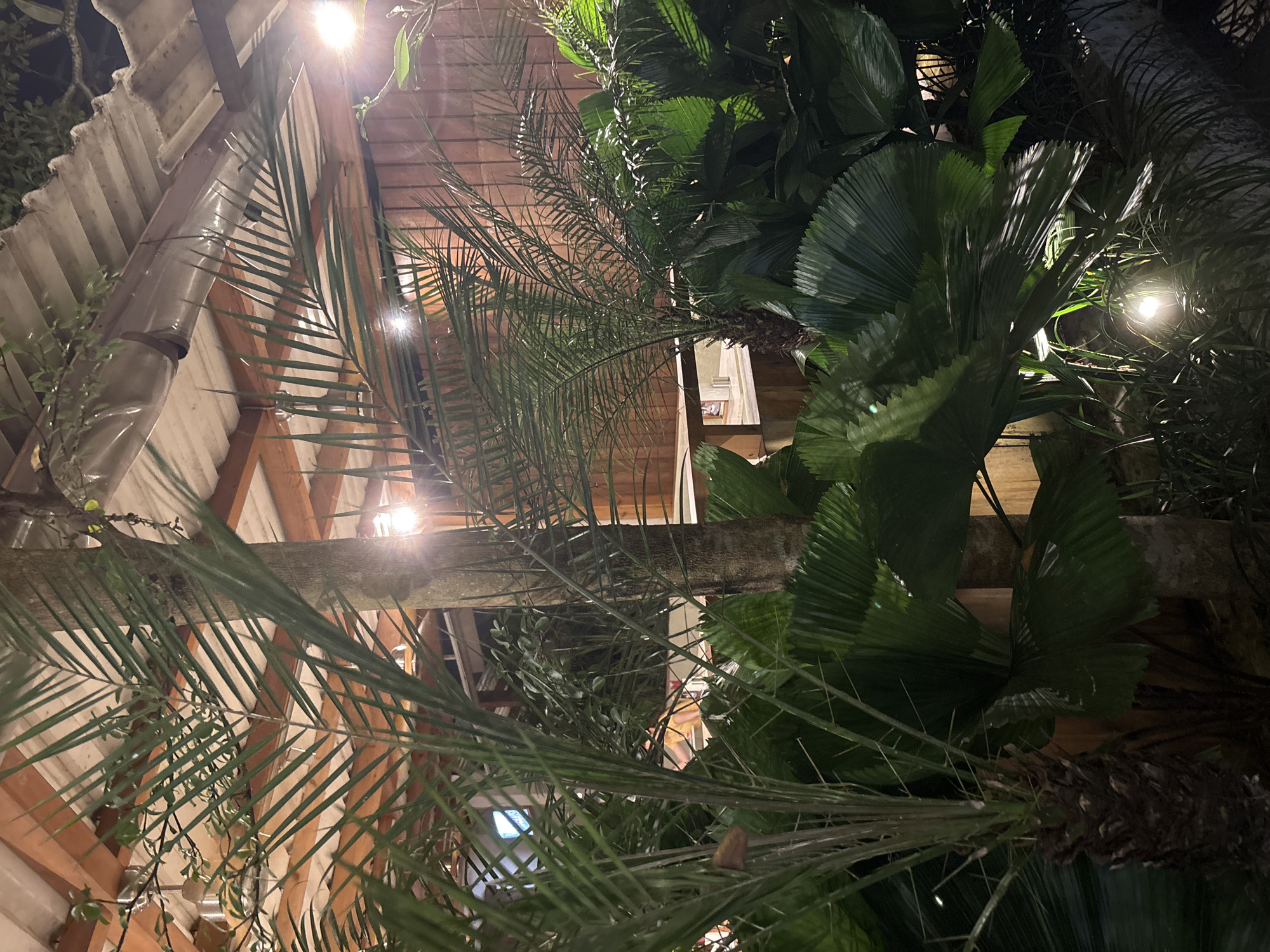 This photo shows a scene in Ungasan, Indonesia. The view is angled upwards, capturing a building's wooden-beamed roof structure with interspersed corrugated metal sheeting. Several lights are attached to the beams, illuminating the area. Dense, tropical vegetation surrounds the building, including palm fronds and large fan-shaped leaves. The overall impression is of a building integrated within lush, nighttime greenery.