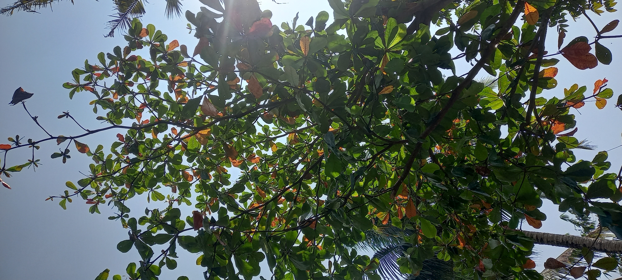 A low-angle shot captures a tree with lush green and some orange leaves against a bright, clear blue sky. The tree's branches extend upwards, with sunlight filtering through the foliage, creating highlights and shadows. In the lower left of the frame, a portion of a palm tree trunk is visible. The scene appears to be outdoors, likely in a tropical or subtropical environment, given the presence of palm trees and the clear sky. This photograph could have been taken in Sidamulya, Indonesia, a location known for its tropical climate.