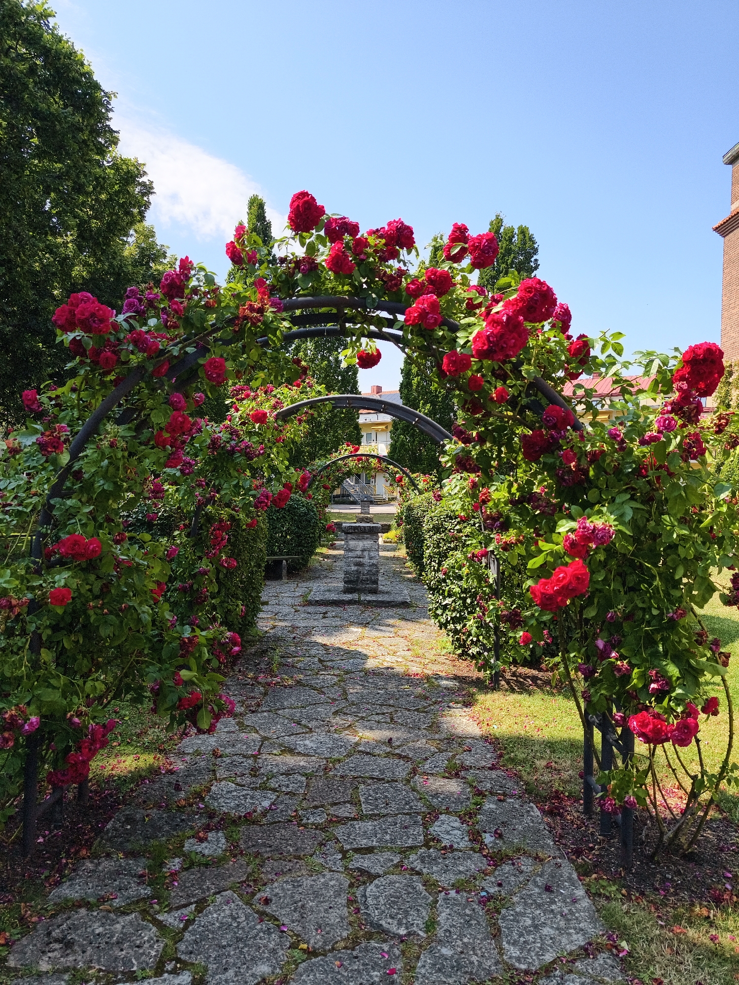 The image depicts a pathway in a garden, lined with arches of blooming red roses. The pathway is constructed of irregular grey flagstones, with fallen rose petals scattered on its surface and the adjacent grass. Several arched trellises, covered in lush green foliage and vibrant red roses, form a tunnel-like effect over the path. In the distance, beyond the roses, a stone fountain or water feature is visible. Further back, a building with a red roof and a brick tower can be seen through the trees. The sky is clear and blue, suggesting a sunny day. The scene appears to be the rose garden at Valla Farm, located in Linköping, Sweden, known for its beautiful floral displays and historical charm. There are no people or animals visible in the image.