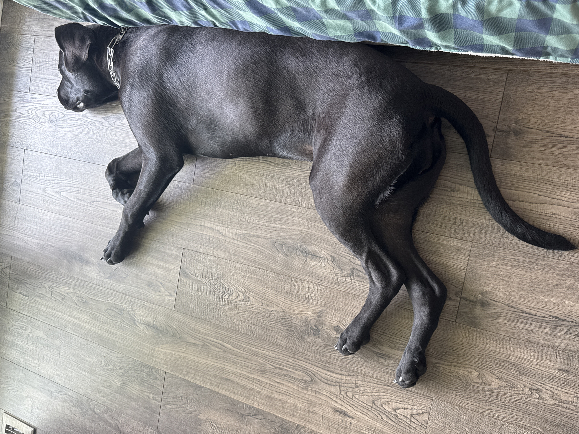 A black dog is lying on a wooden floor next to a green and blue plaid blanket. The dog is on its side with its legs extended. Its head is turned to the left, and its eyes are closed. The dog is wearing a silver chain collar. The wooden floor appears to be laminate or vinyl. The plaid blanket is folded and partially covers the dog's back. The lighting suggests it is daytime, and the setting appears to be indoors. There is no visible text in the image.