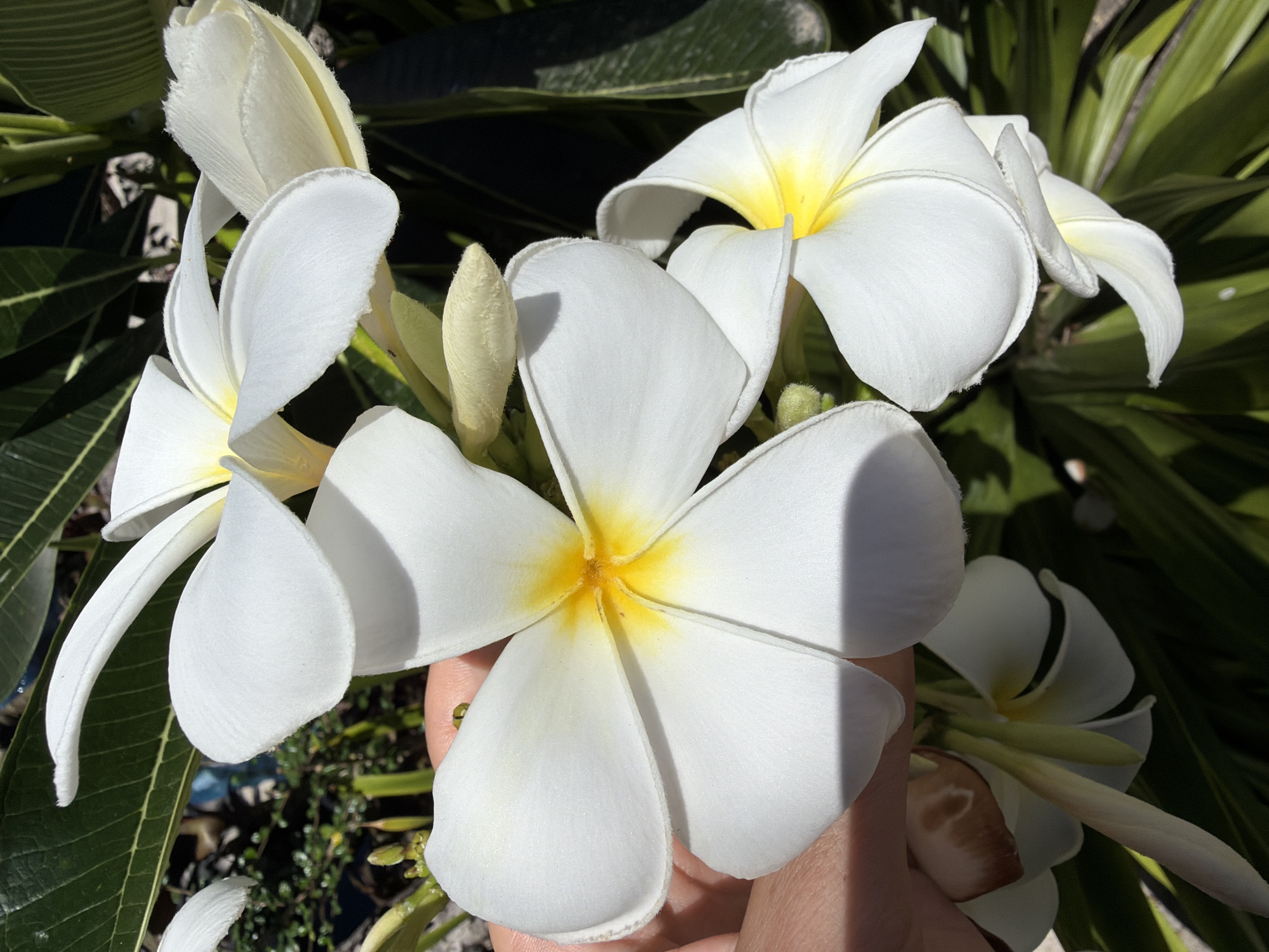 A close-up, sunlit outdoor shot features multiple white plumeria flowers with yellow centers, some partially held by a person's hand. The flowers are the main subject, with their delicate petals and vibrant yellow hues. The background consists of lush green foliage and darker shadows, indicating a natural, possibly tropical, environment. The image captures the intricate details and textures of the flowers, emphasizing their beauty. The scene is static and serene, with no discernible action or interaction beyond the hand gently holding a flower. The overall lighting is bright and natural, suggesting daylight conditions. The location is specified as Baan Thong Krut, Thailand.