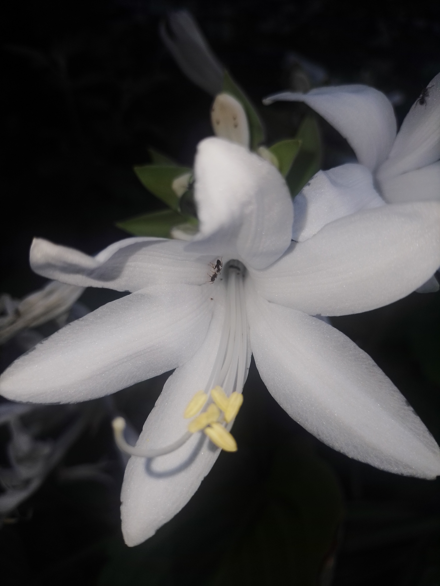 A macro photograph captures a white flower with a dark background. The flower has several prominent, elongated petals that are slightly curved outwards. In the center of the flower, yellow stamens are visible, along with a delicate pistil. An ant is perched on one of the white petals, its dark body contrasting with the flower's color. The lighting suggests natural sunlight, casting soft shadows on the petals. The image is likely from Ustyvytsia, Ukraine, based on the prompt. No people are present in the scene.