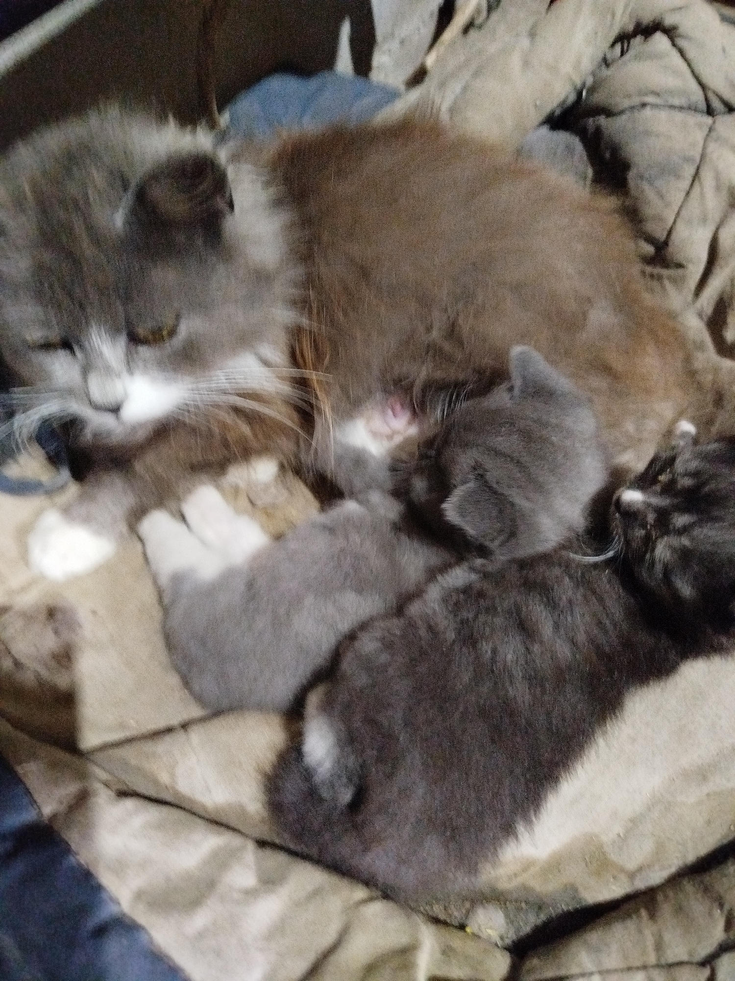 In the image, a mother cat with grey and white fur is nestled with three kittens. One kitten, mostly grey, is nestled against her chest. Another, a darker grey, is positioned between the mother and the first kitten, and a third, very dark grey kitten, is to the right of the first two. They are all resting on a crumpled, light brown fabric. The image is dimly lit, and the focus is soft, suggesting it was taken indoors with available light. There is no identifiable location information within the image to suggest it is in Крывасельскі сельскі Савет, Belarus.
