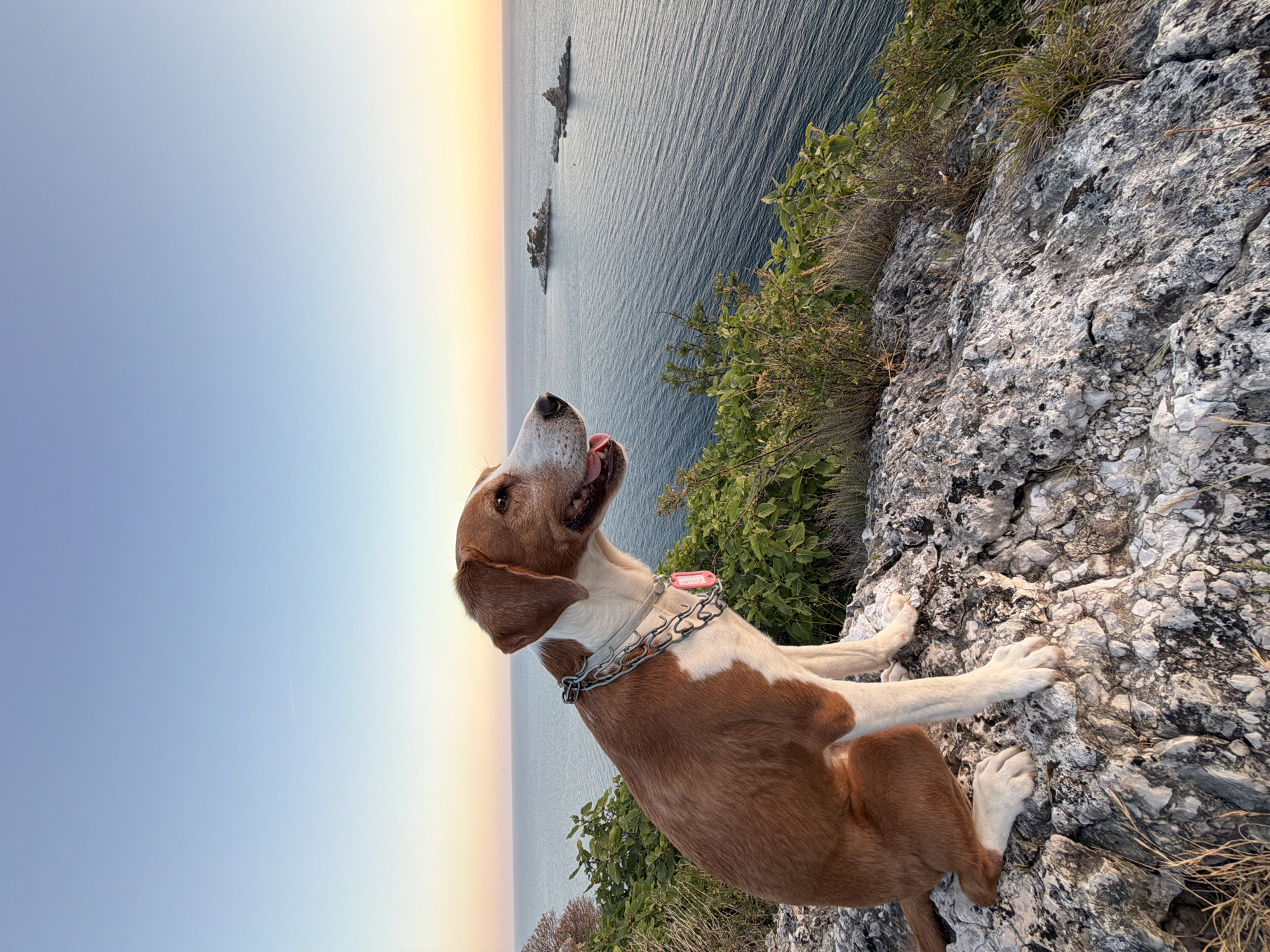 The image displays a medium-sized dog with a bi-colored coat, predominantly brown with distinct white markings on its chest, snout, and paws. The dog is positioned in a seated posture on a rugged, light grey rocky surface, facing rightward. A silver-colored metal chain collar is visible around its neck, worn over a wider, lighter-colored collar from which a pink identification tag is suspended. The dog's mouth is slightly ajar, with its tongue partially visible, suggesting panting. Its gaze is directed towards the expansive seascape ahead.
The background features a calm, blue-green sea extending to a clear horizon. Within the sea, two small, rocky islets are discernable in the middle distance. Above the sea, the sky presents a gradient of color, transitioning from a light blue at the zenith to a warm orange and yellow tint at the horizon, characteristic of either sunrise or sunset. The rocky terrain in the foreground and midground is interspersed with sparse green and dry vegetation. The scene is illuminated by a low, warm natural light source, indicating either early morning or late afternoon. This vista is situated on a cliff overlooking the Adriatic Sea near Petrovac na Moru, Montenegro.