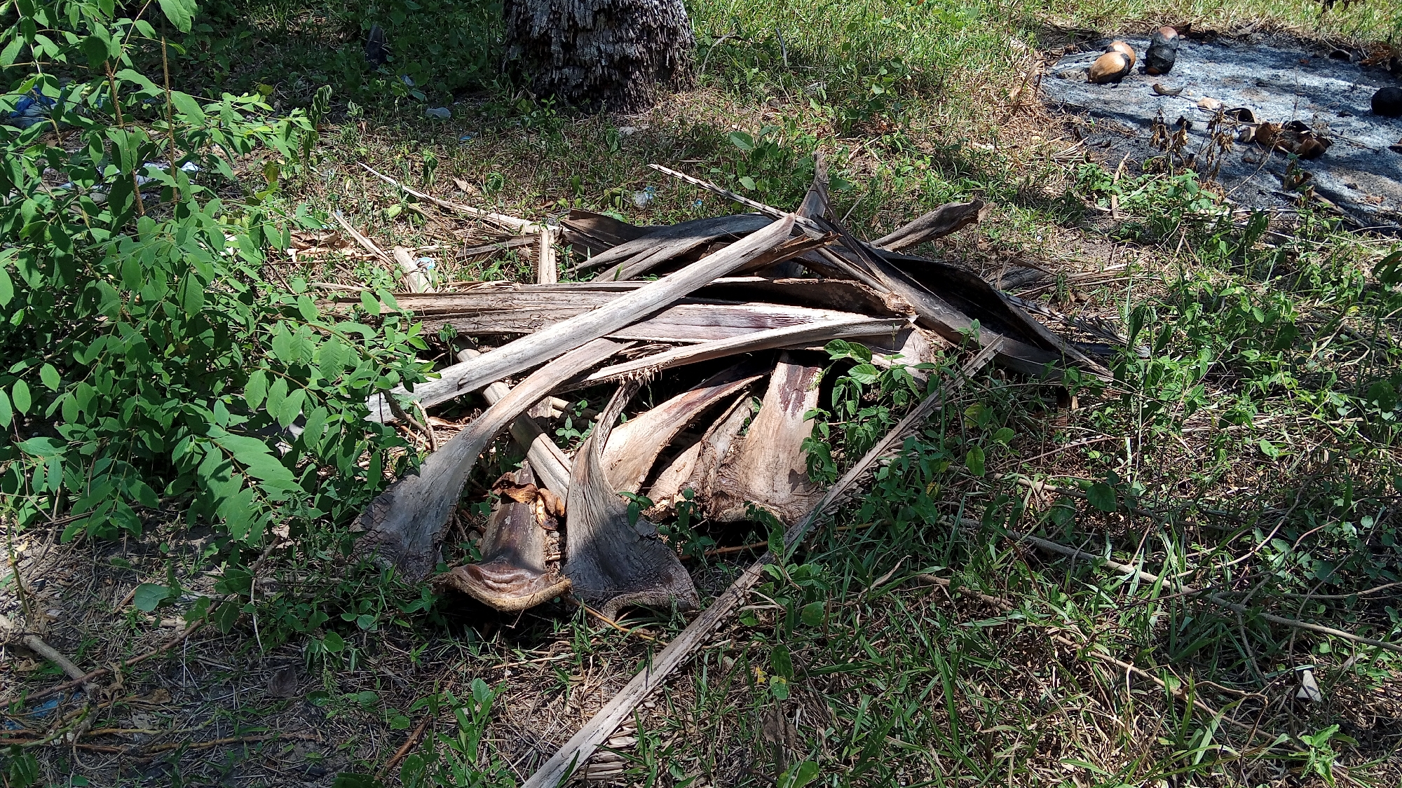 In Palohigeuh, Indonesia, a pile of dried palm fronds rests on the ground, interspersed with green foliage. The fronds are of various sizes and shades of brown and gray, some appearing weathered and frayed. The surrounding environment is characterized by dry grass and a few scattered green plants. In the background, a tree trunk is visible, and a patch of what appears to be burnt ground with some objects on it can be seen. The scene is outdoors and appears to be natural, with no clear indication of human activity other than the presence of the discarded fronds.