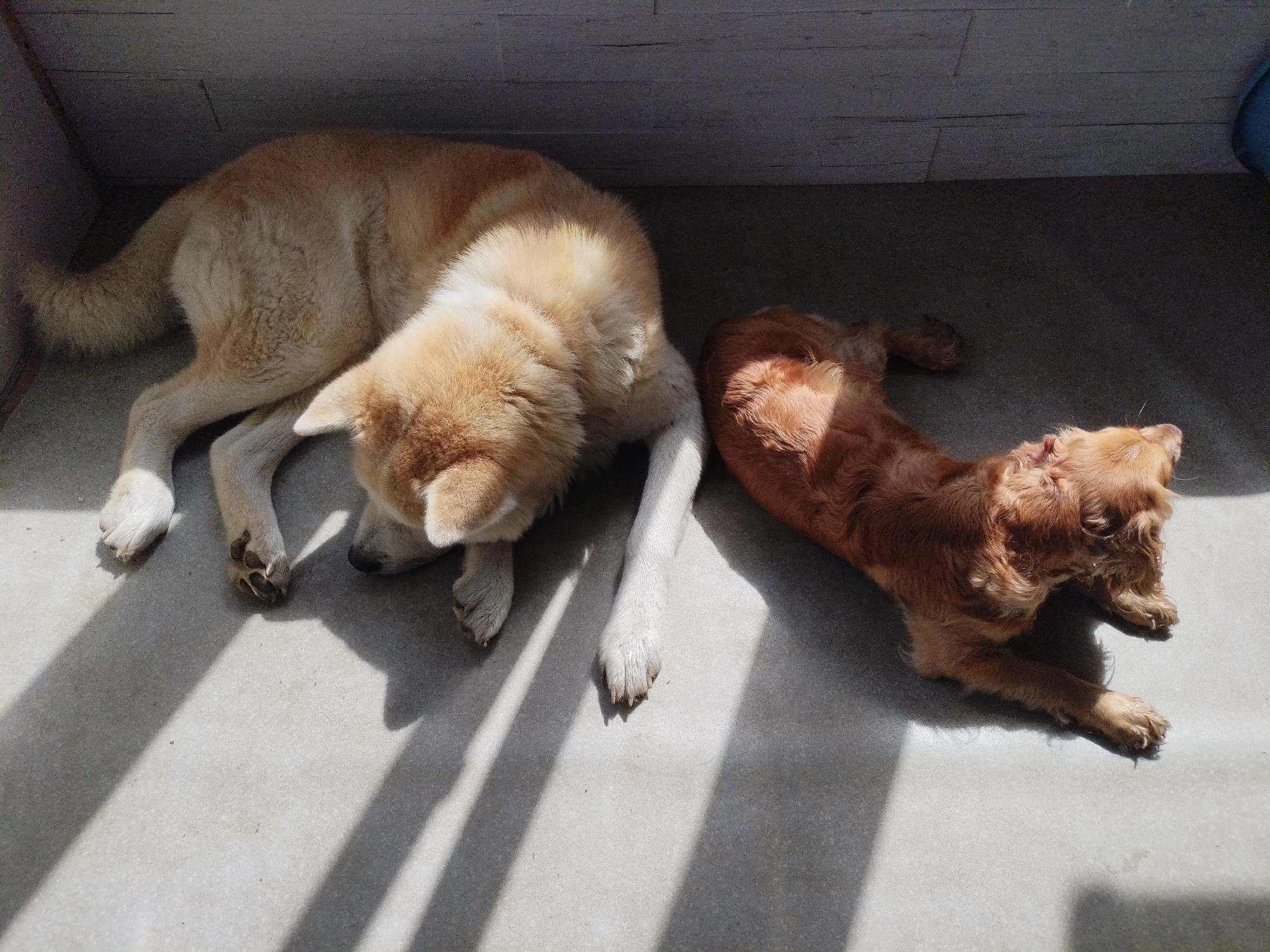 Two dogs are lying on a gray floor indoors, partially illuminated by sunlight. The dog on the left is a tan color with white paws and a darker face. It's lying with its head down. The dog on the right is reddish-brown with long, curly fur. It also lies with its head down. The floor is shadowed by the sunlight streaming in from above. The location is Unknown, Unknown.