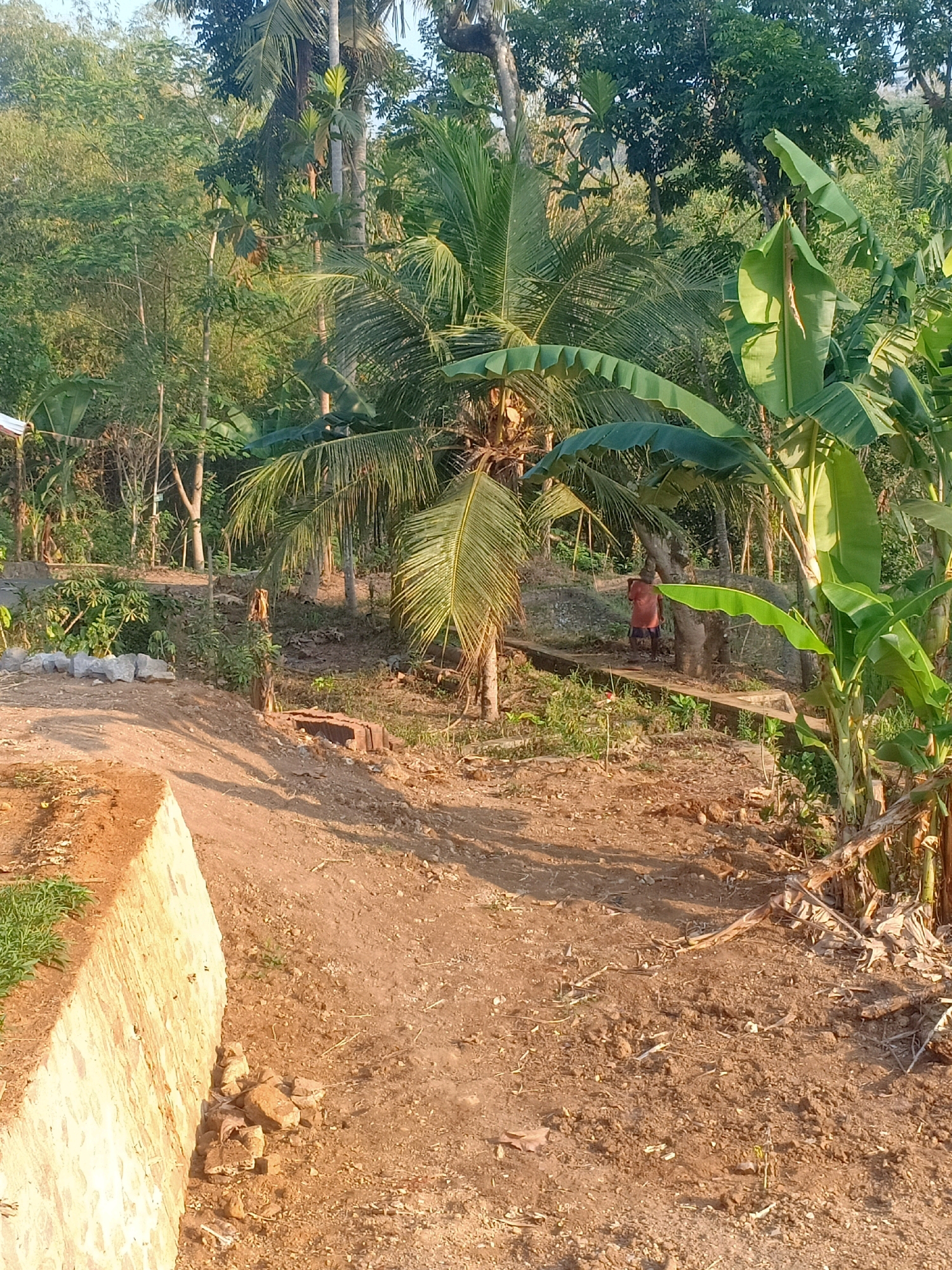A person is walking in a rural outdoor area with lush vegetation. The scene is lit by natural sunlight, casting shadows on the dirt path in the foreground. The environment features a variety of tropical plants, including palm trees and banana trees, indicating a warm climate. There's a partially constructed concrete structure on the left side of the image, and the ground is covered in dirt, dry leaves, and some scattered rocks. In the background, more trees and foliage create a dense, natural landscape. The overall impression is of a serene, undeveloped natural setting, possibly a backyard or a garden area in a village like Tasikhargo, Indonesia.