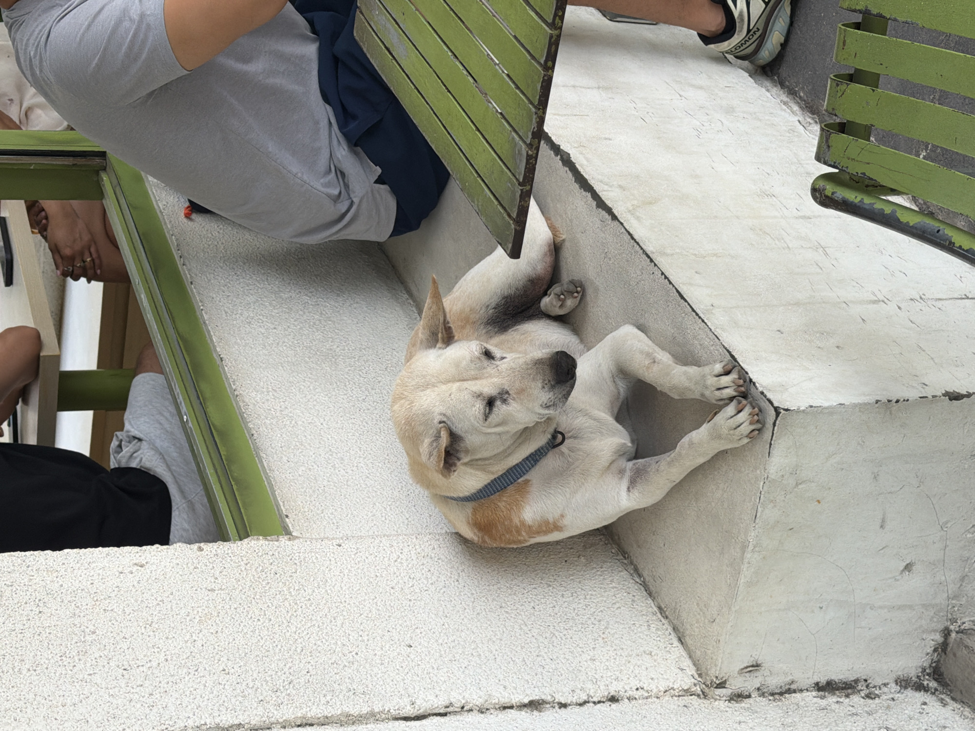 A medium-sized light-colored dog with tan markings, wearing a blue collar, lies down on a concrete ledge outside, with its eyes closed. The dog is positioned to the left of the frame. In the background, through a green-framed window, two people are partially visible. One person on the left wears a black t-shirt and grey shorts, and the other on the right wears a grey t-shirt and dark blue shorts. A green metal table is in the foreground to the right. The location is identified as North Kuta, Indonesia.