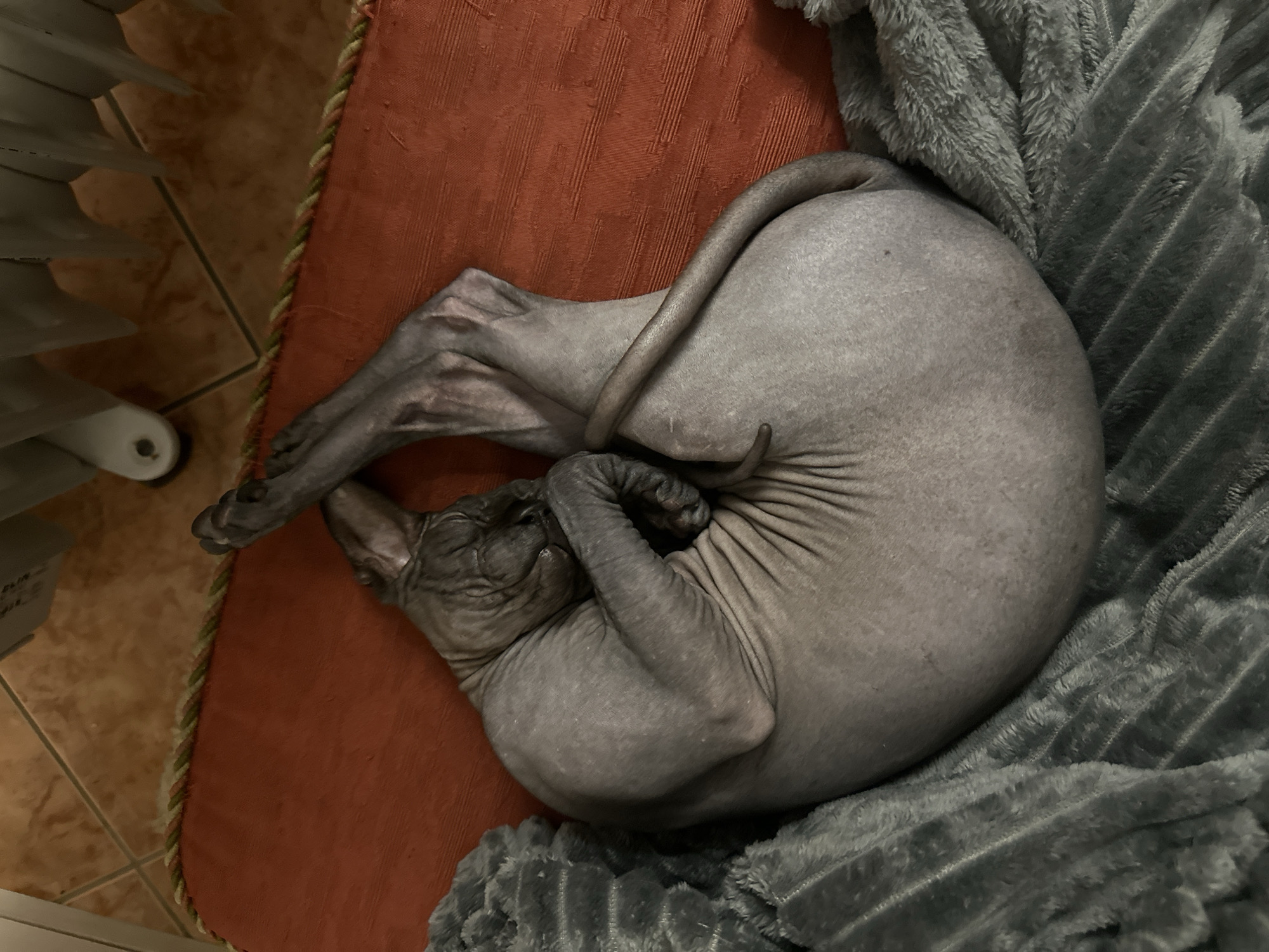 An overhead photograph depicts a hairless cat, consistent with the Sphynx breed, positioned in a tight, curled-up sleeping posture on a cushion. The cat exhibits wrinkled greyish-pink skin, with its head tucked into its body and its tail wrapped around its hindquarters. It lies on an orange-red cushion featuring a braided green, yellow, and red trim along its visible edge. A grey, plush, textured blanket partially covers the cat and the cushion. In the upper right background, a segment of a white-paneled radiator is visible. The floor beneath consists of light brown square tiles with dark grout lines. This indoor domestic scene is located in Budva, Montenegro.