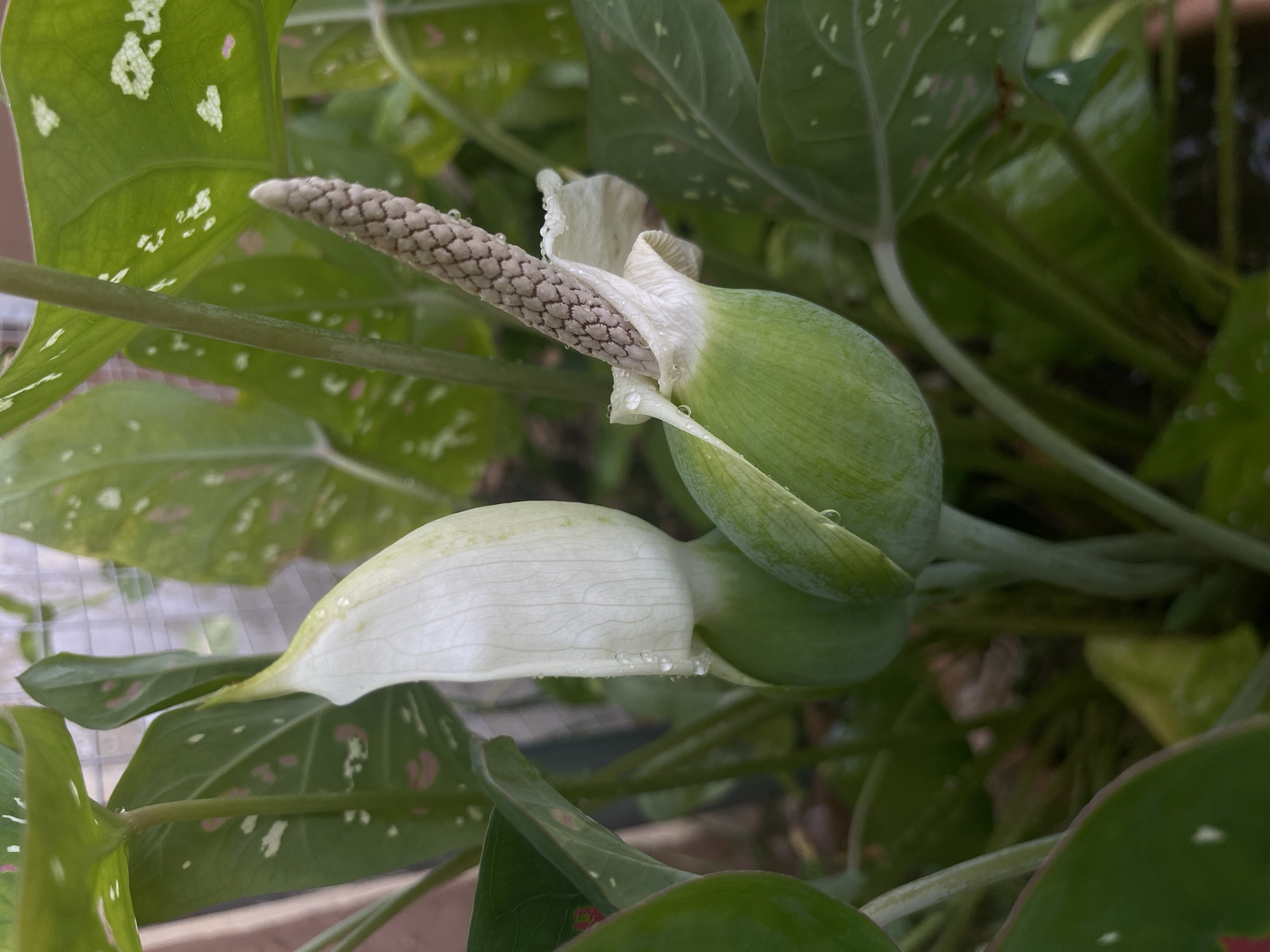 A close-up, slightly overhead shot captures a flowering plant, likely an aroid species, exhibiting two developing inflorescences amidst its variegated leaves. The primary focus is on the upper inflorescence, which features a green, partially unfurled spathe revealing a textured, grayish-white spadix. Numerous small water droplets are visible clinging to the spadix and the edges of the spathe, suggesting recent moisture. Below it, a second, more open inflorescence with an off-white spathe is visible, also bearing water droplets along its folds.
The plant's large, heart-shaped leaves serve as a prominent backdrop and foreground element. They are predominantly green, adorned with distinctive white and subtle pinkish variegation, particularly noticeable on the broader leaves in the upper left. The background is softly blurred, showing more green foliage and indistinct shapes that could be other plants, a planter, or structural elements like a mesh fence. The lighting is bright and natural, indicating daytime. No human subjects or discernible text are present. The scene conveys a sense of freshness and natural growth in a cultivated setting, typical of a garden or nursery in a tropical region like Barden Yana, Nigeria.