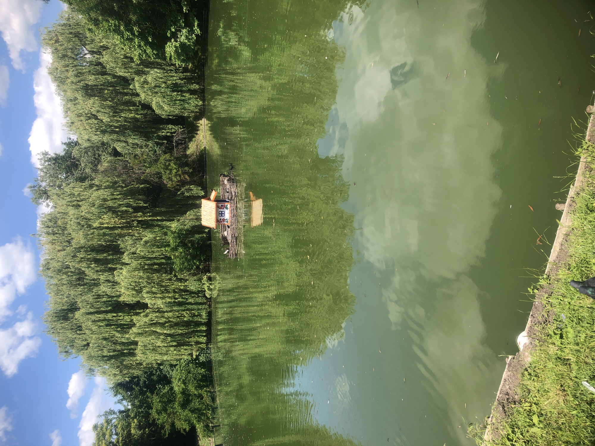 A picturesque lake is observed on a sunny day, with lush green trees lining the opposite bank. The water is a murky green, reflecting the cloudy sky and the dense foliage. In the center of the lake, a small, decorative house rests on a raft. The house features a thatched roof and intricate details, including what appears to be floral patterns on its walls. Several dark-colored birds are gathered around the raft, some perching on it. The foreground shows a grassy bank with a concrete edge, and a couple of pigeons are present on the grass. The scene evokes a sense of tranquility and natural beauty.