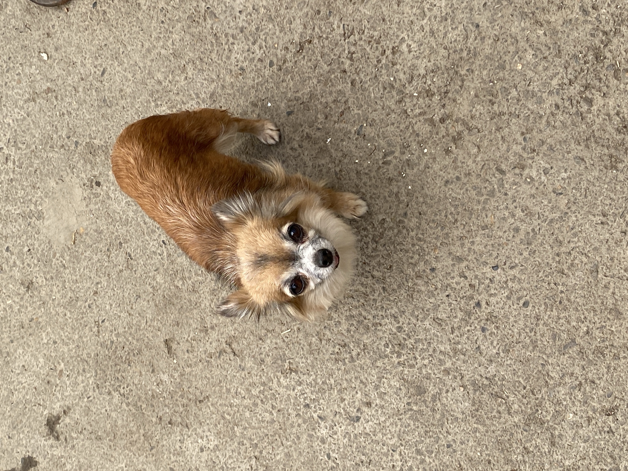 A long-haired, tan chihuahua dog stands on a concrete surface, looking up at the camera. The dog has large, dark eyes, a black nose, and pointed ears. Its fur is a mix of tan and white. The concrete is rough and textured, with small pebbles embedded in it. The lighting suggests an outdoor setting, possibly during the daytime. No specific landmarks or indicators of the city of Maykop, Russia, are visible in the image.