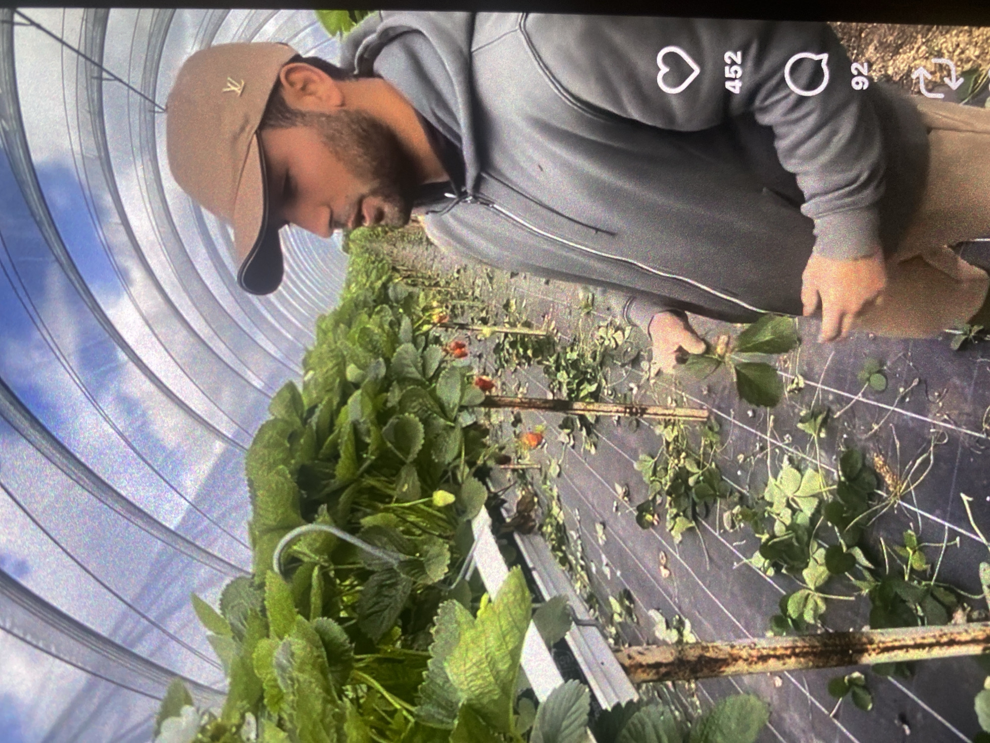A man stands in a greenhouse filled with rows of strawberry plants. He is wearing a brown baseball cap with a gold logo, a gray hooded jacket, and light brown pants. The greenhouse has a curved, translucent roof and plastic sheeting on the ground. The strawberry plants are on raised beds, and some have fallen leaves on the ground. The man appears to be holding a strawberry leaf. The image includes social media icons and numbers for likes, comments, and shares. The location is Bassetlaw, United Kingdom.